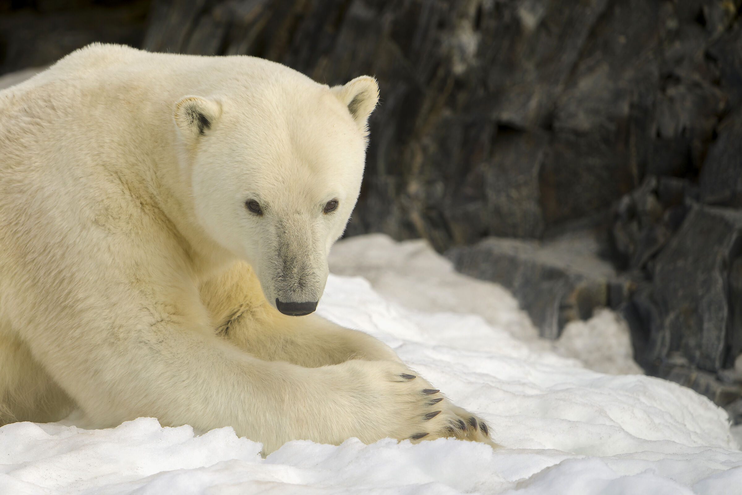 Polar Bear, Svalbard.