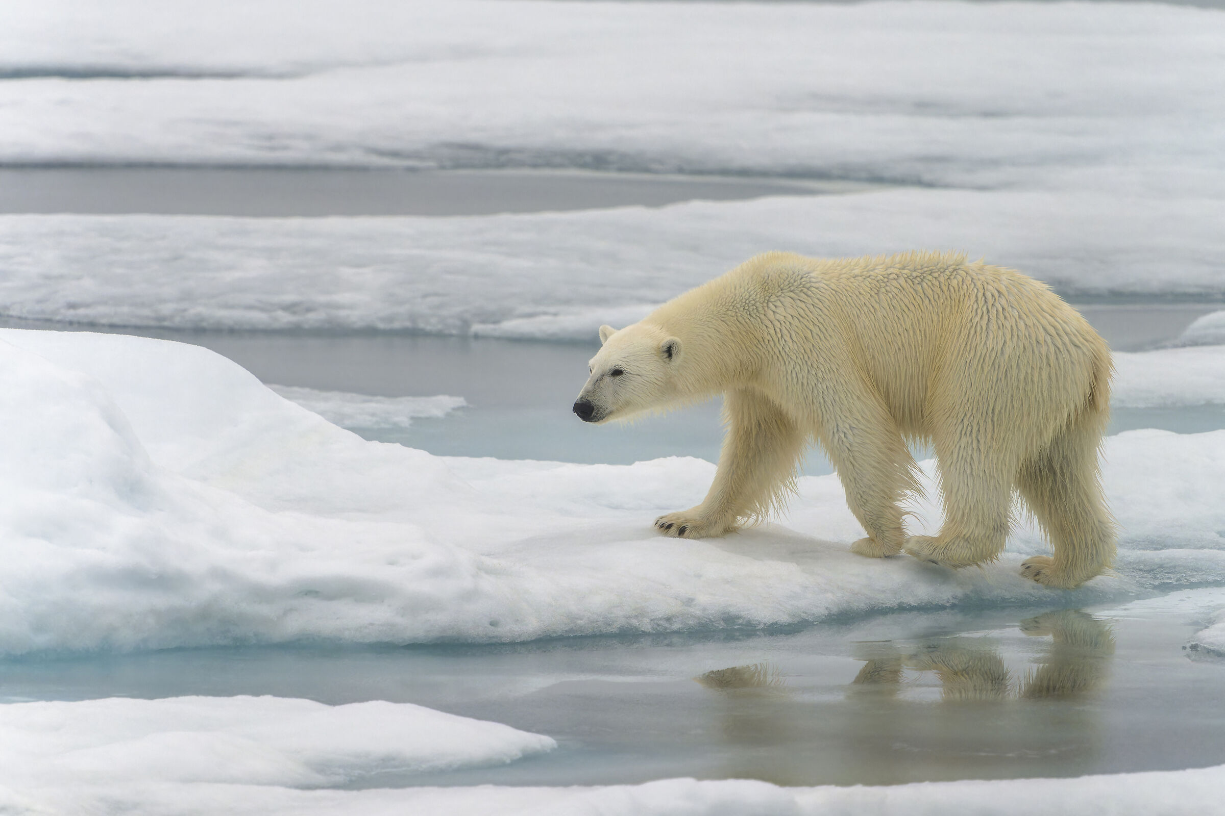 Polar bear, Svalbard.
