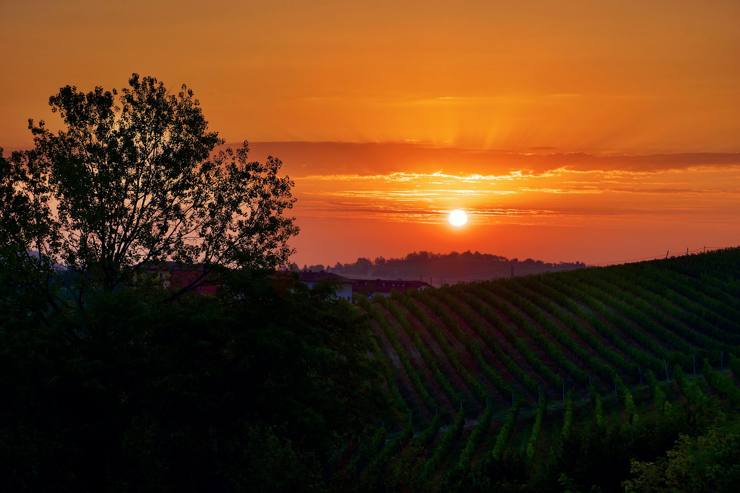 Alba di agosto sui vigneti