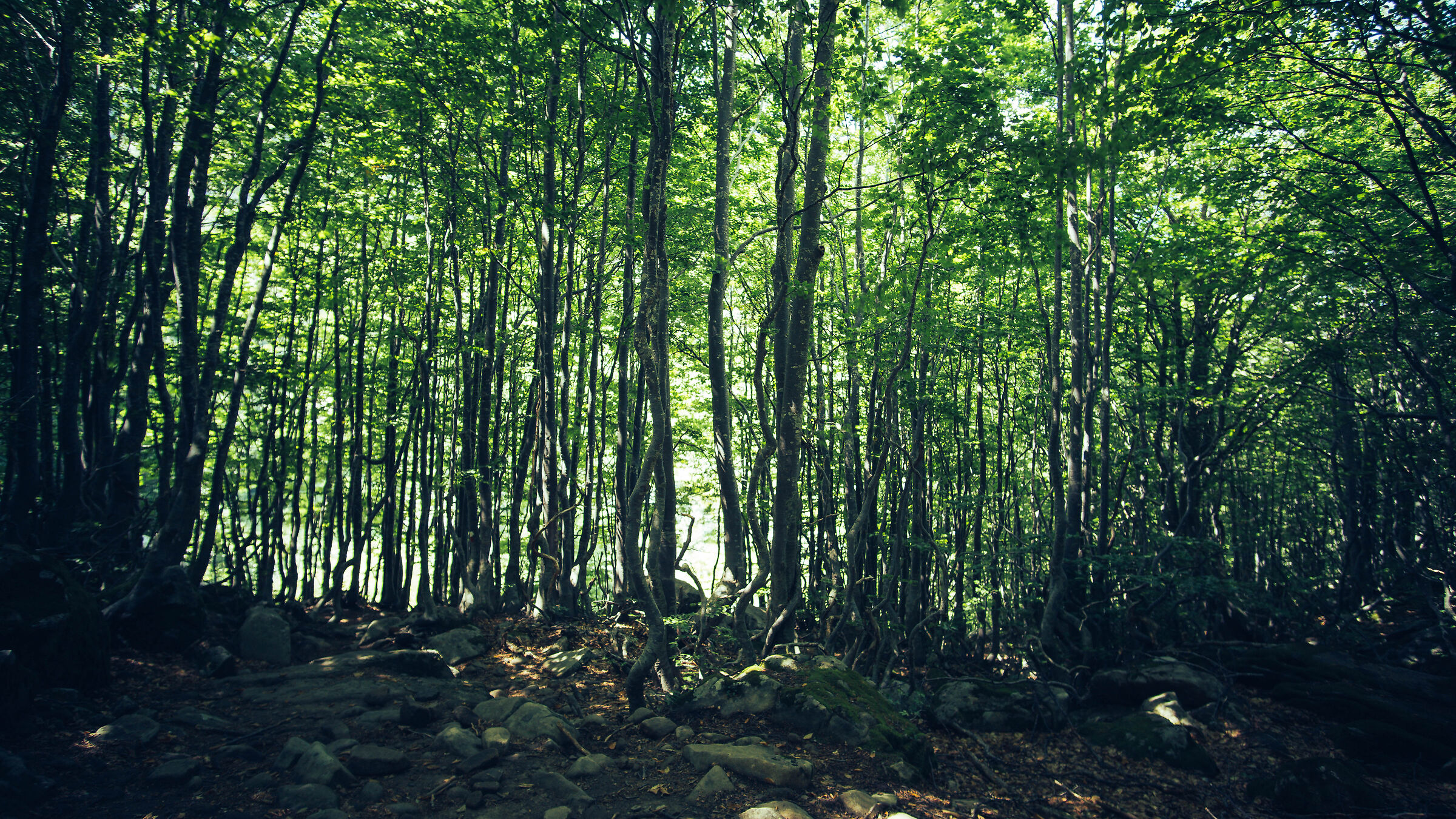 undergrowth