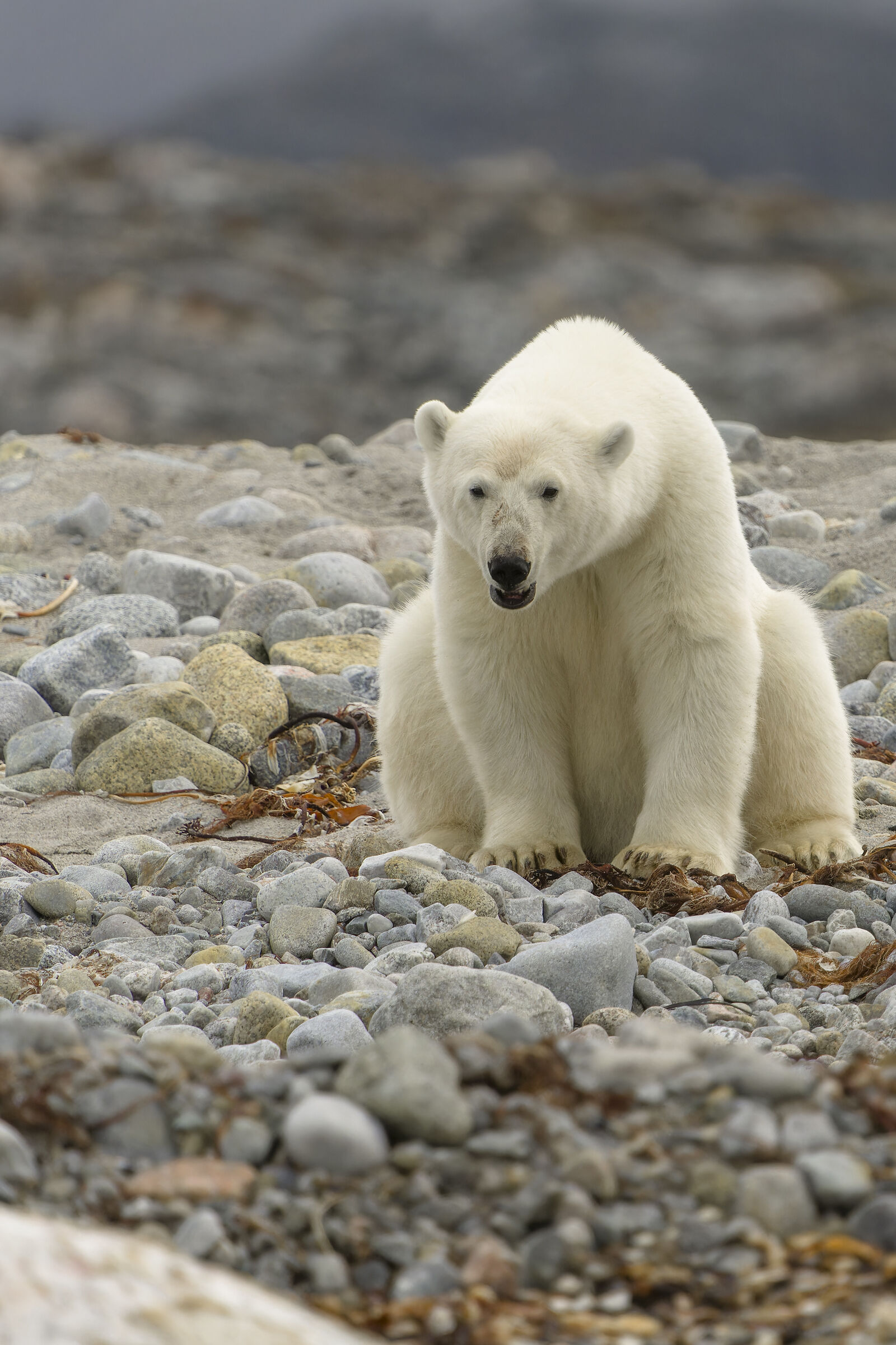 Polar bear, Svalbard.