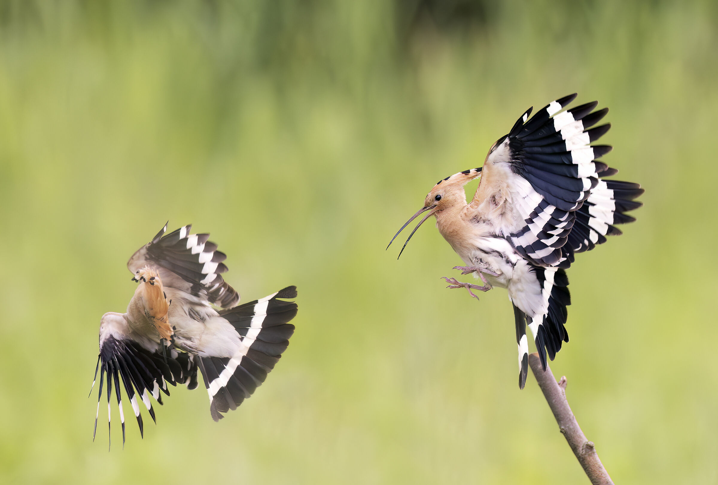Hoopoe August 2023