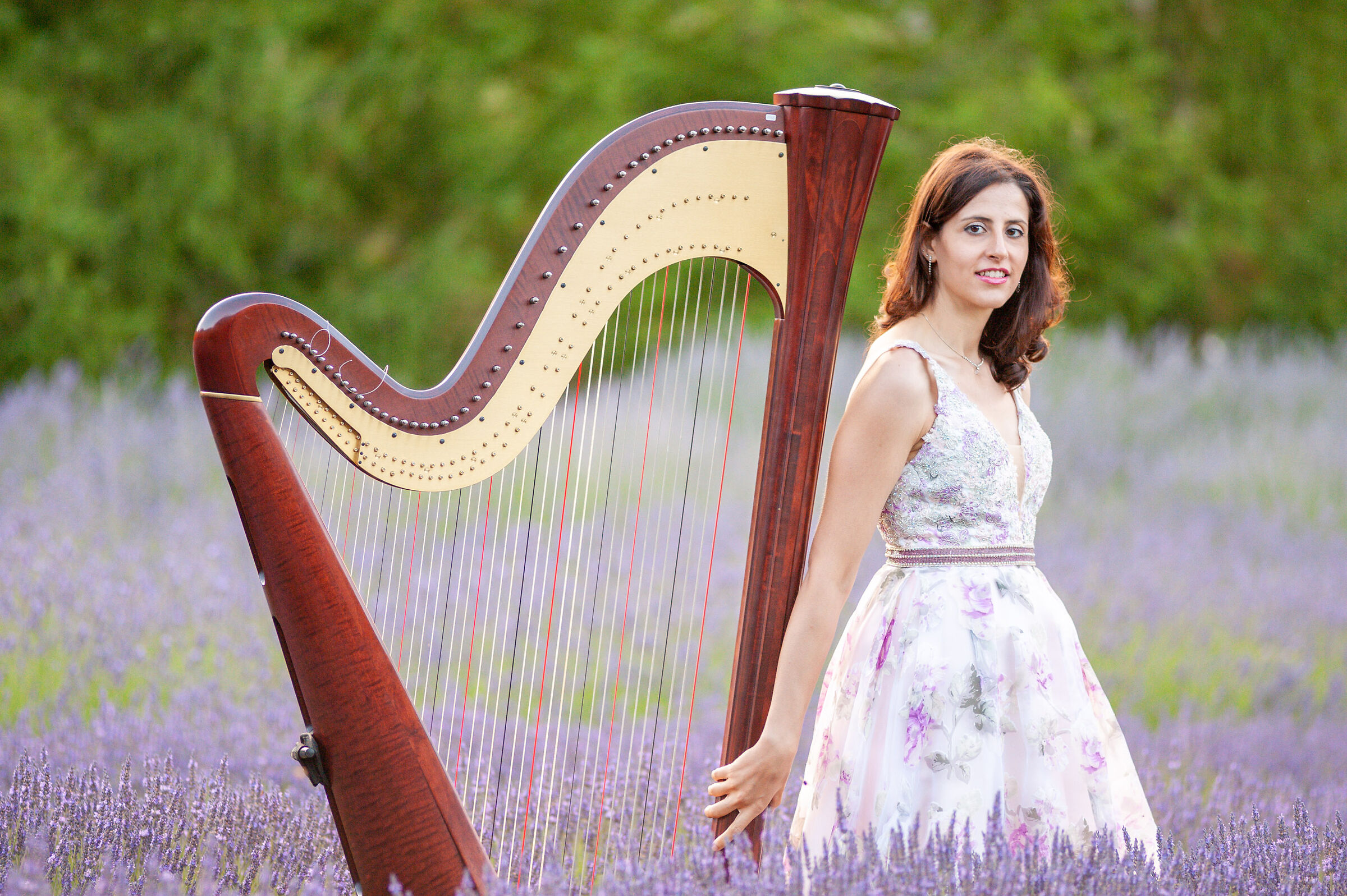 In the lavender park (harp)