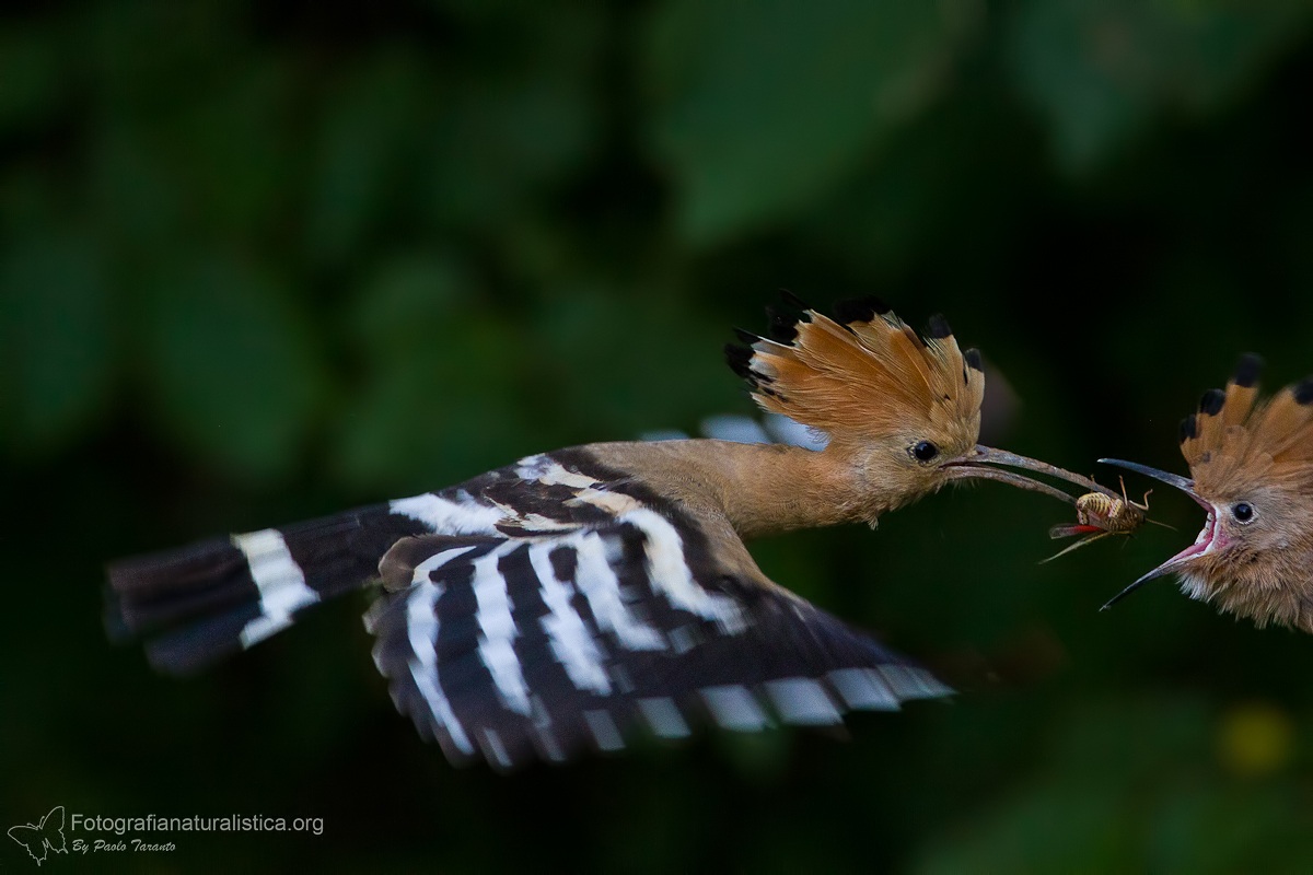Hoopoe (Hoopoe epops) - Hoopoe