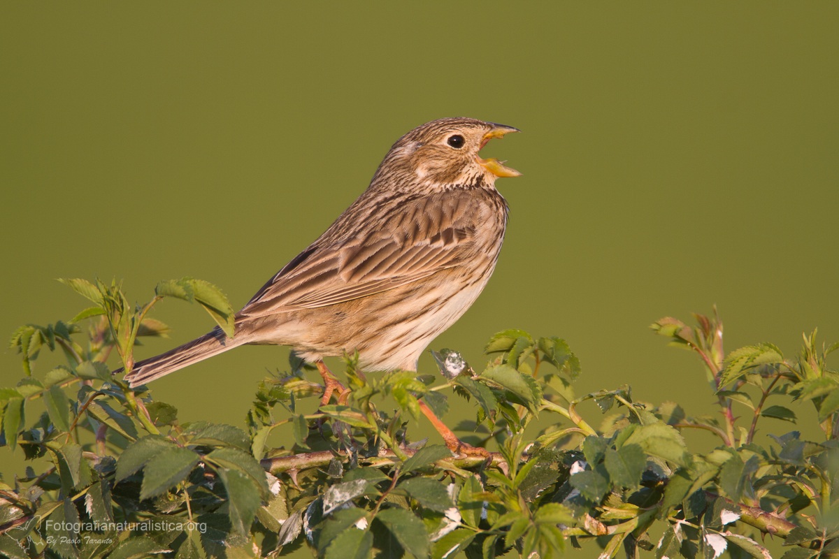 Corn Bunting (Emberiza calandra) - Corn Bunting