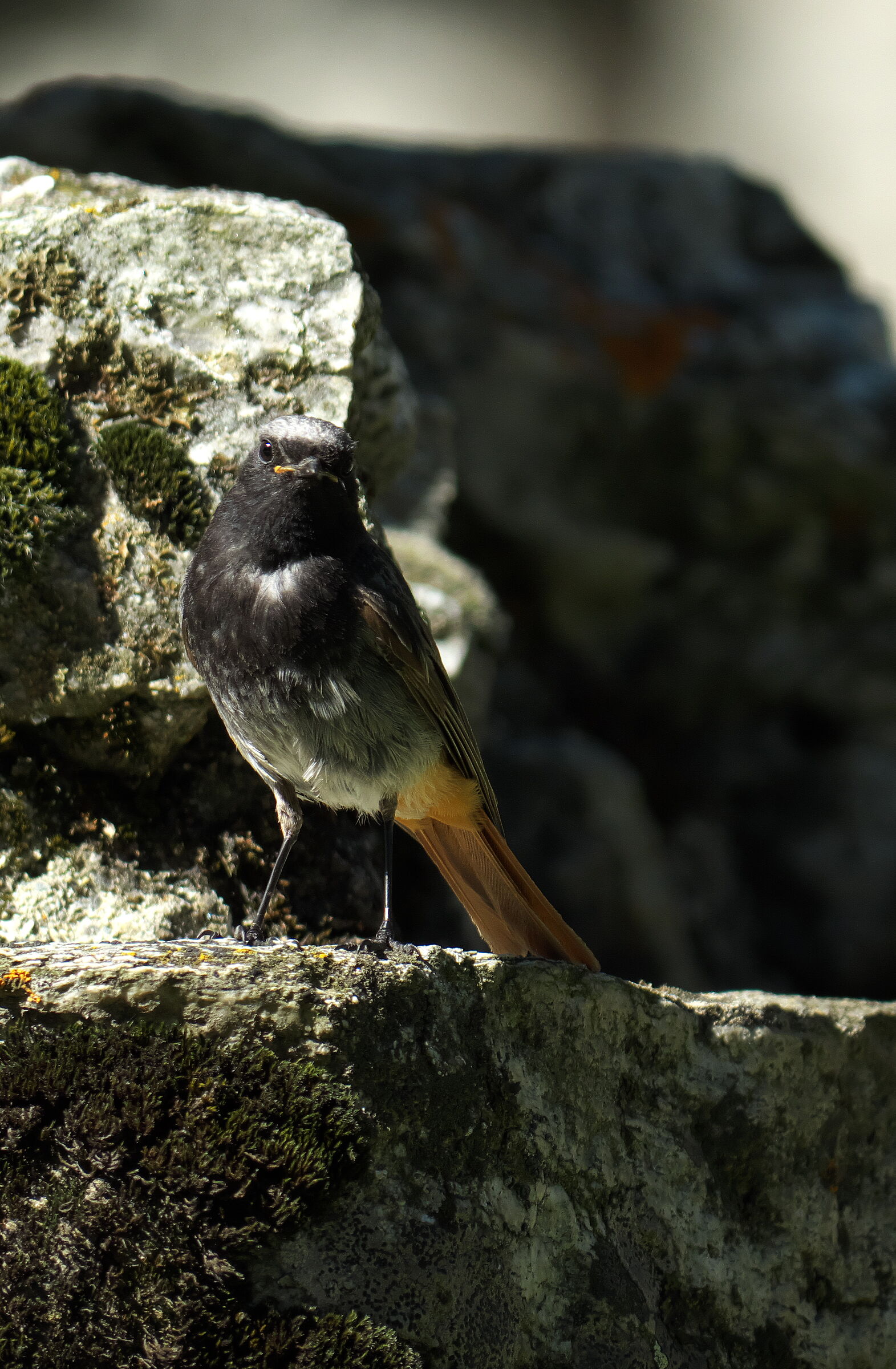 Codirosso spazzacamino