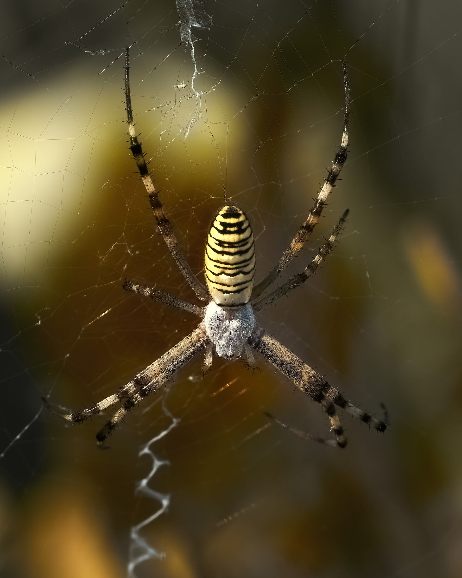 Argiope