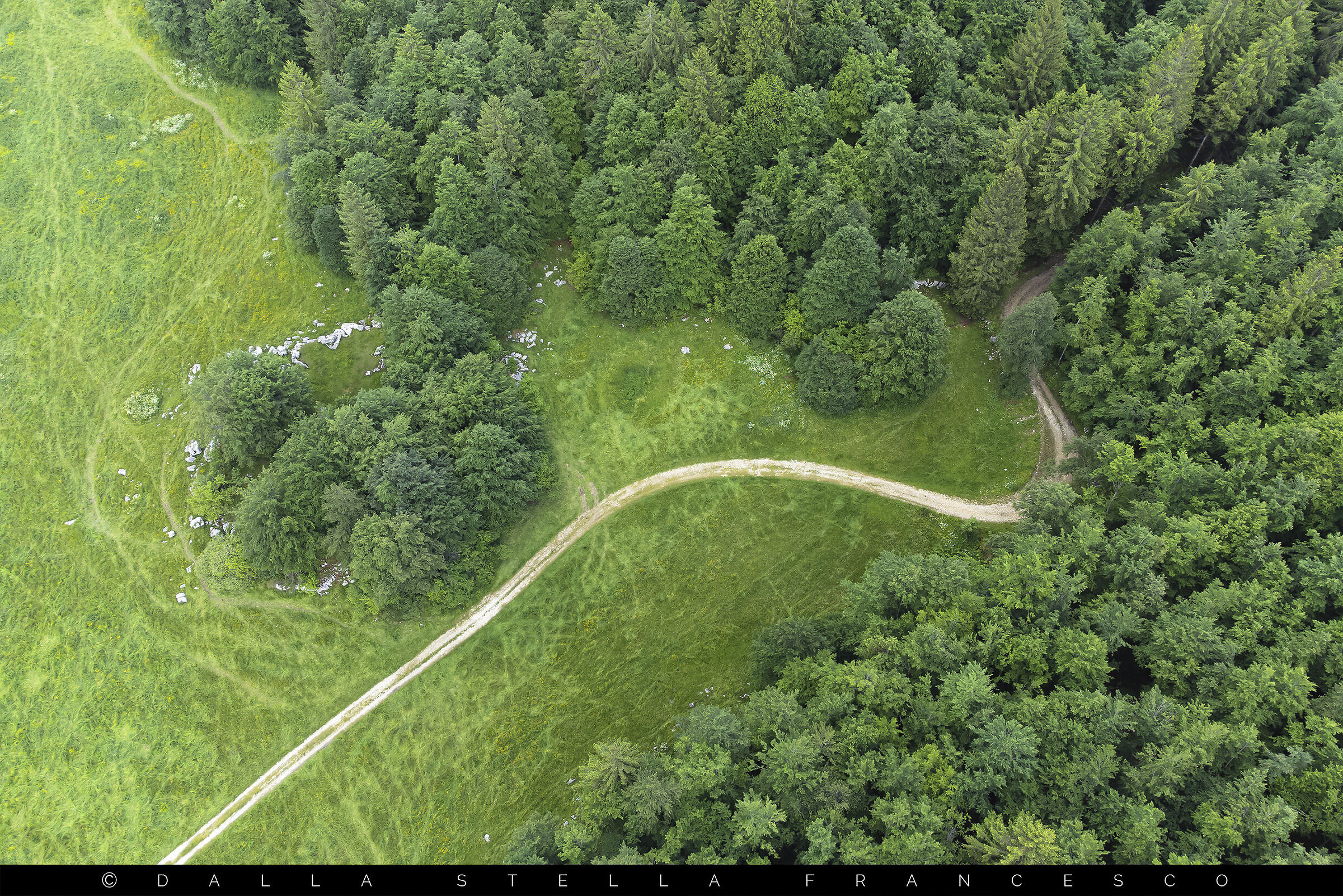 Beech forests in summer version
