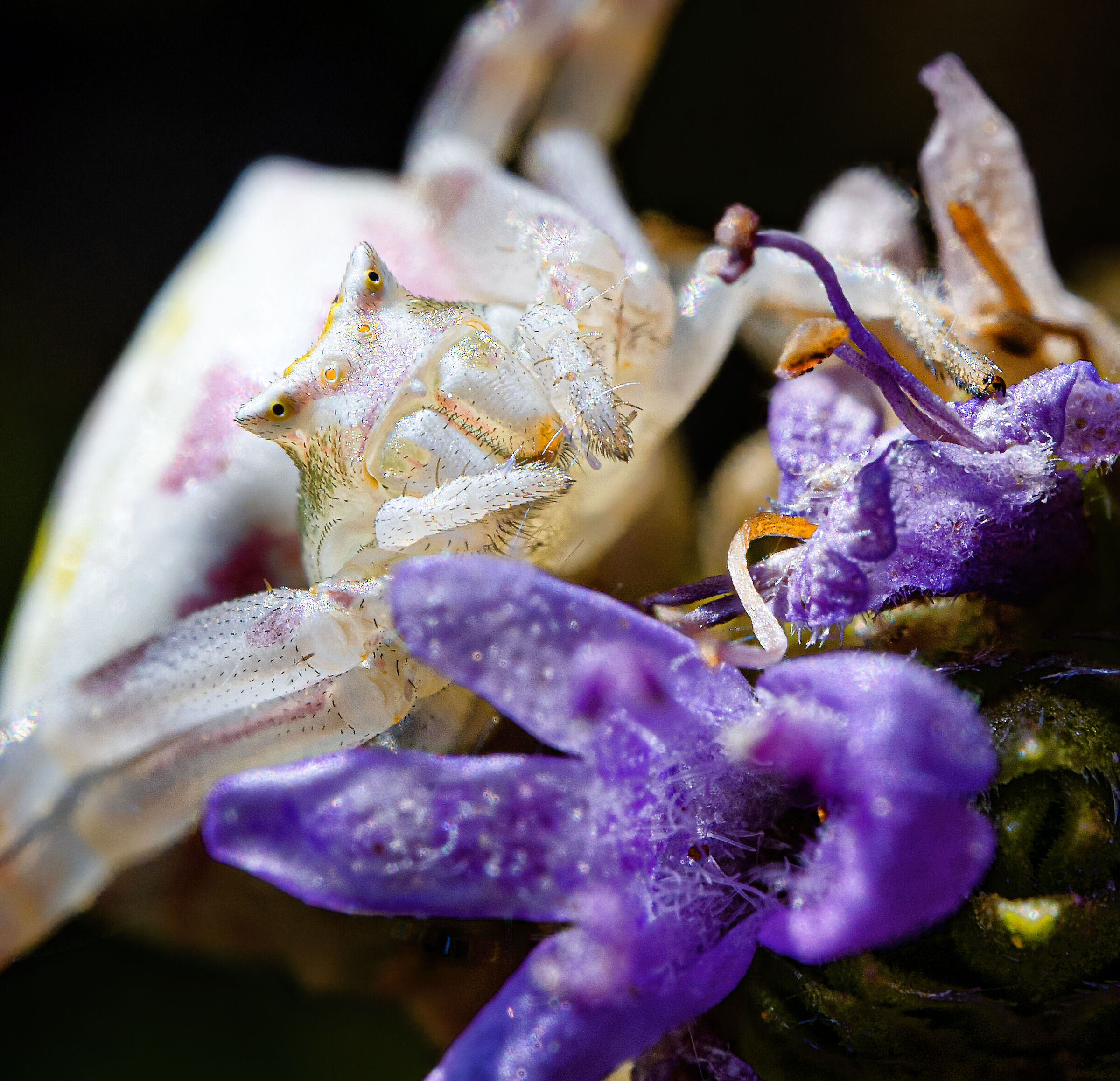 misumena vatia