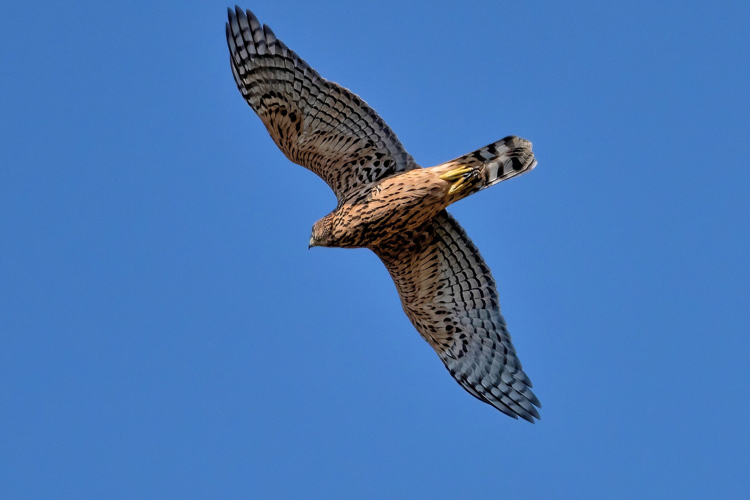 Goshawk (Accipiter gentilis) Juv
