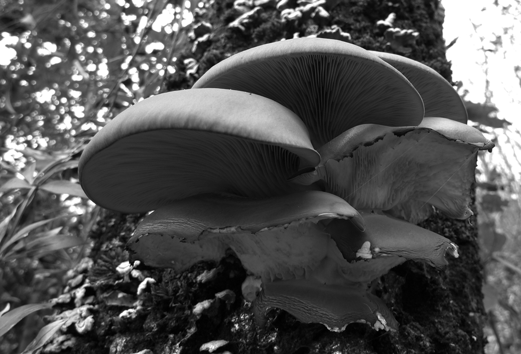 Mushrooms on oak