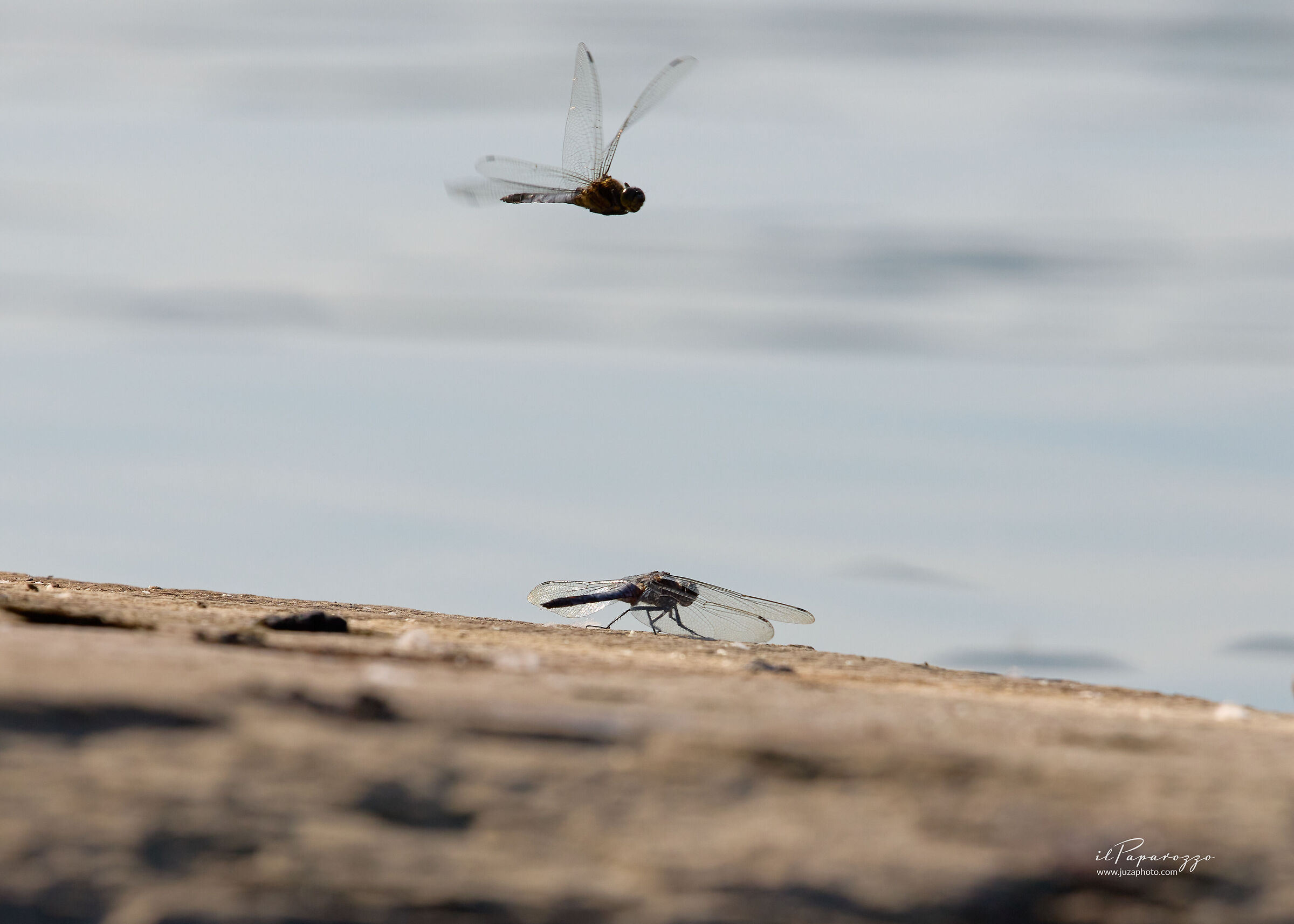 Piccole, eleganti e leggere!