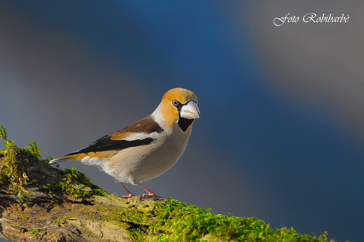 Frosone ...armonia di colori...