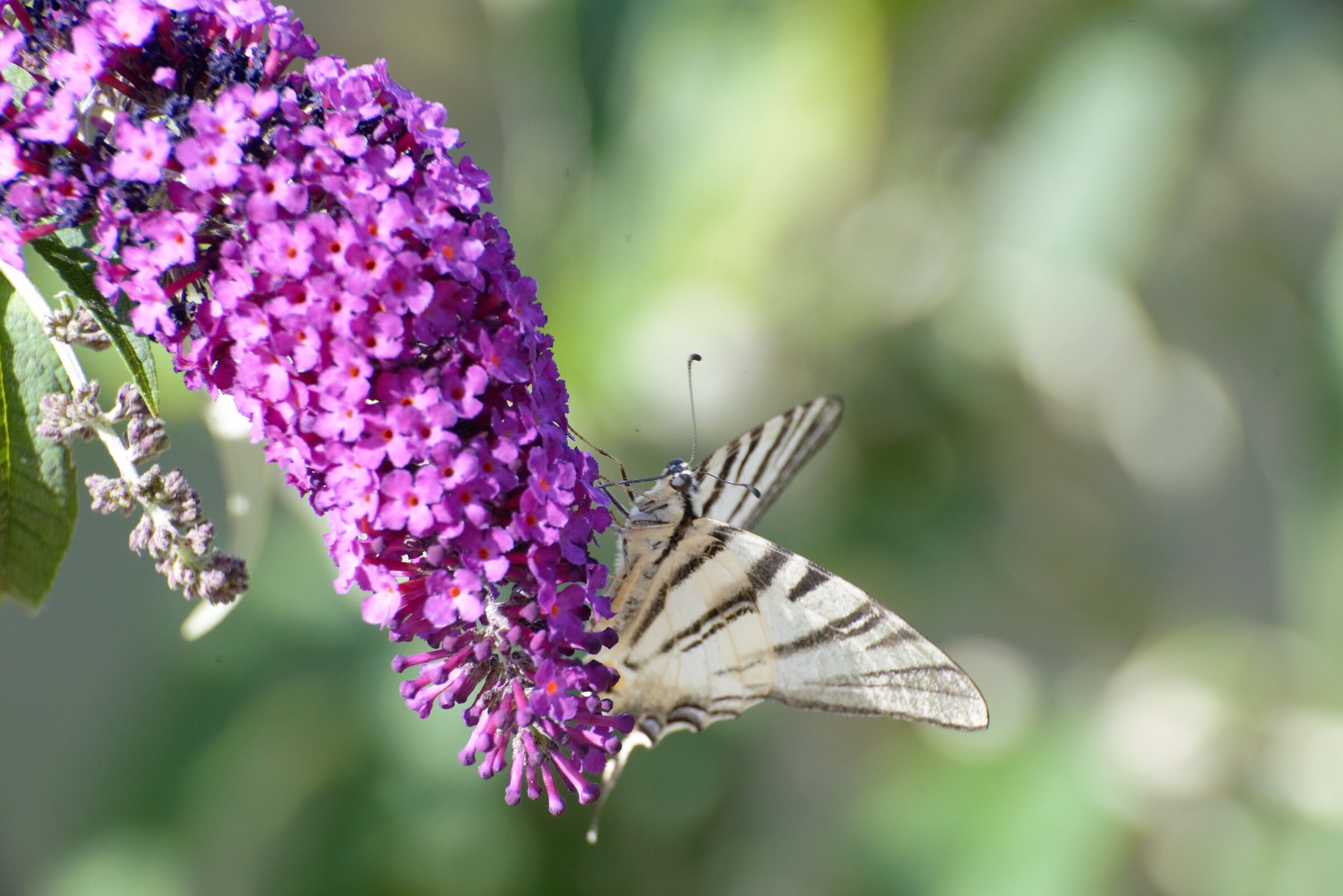 Il richiamo della Buddleja Daviidi