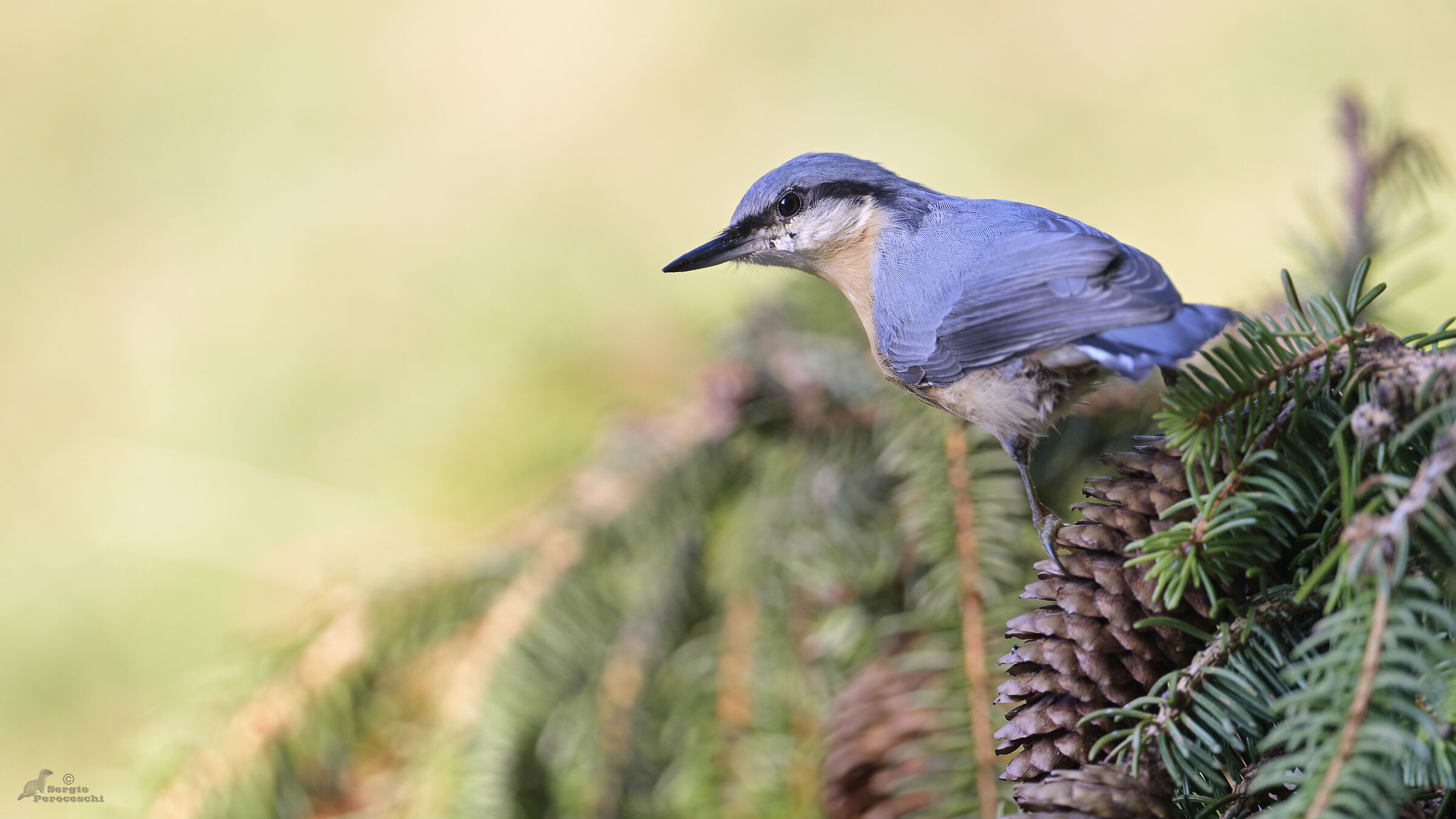 Wood nuthatch