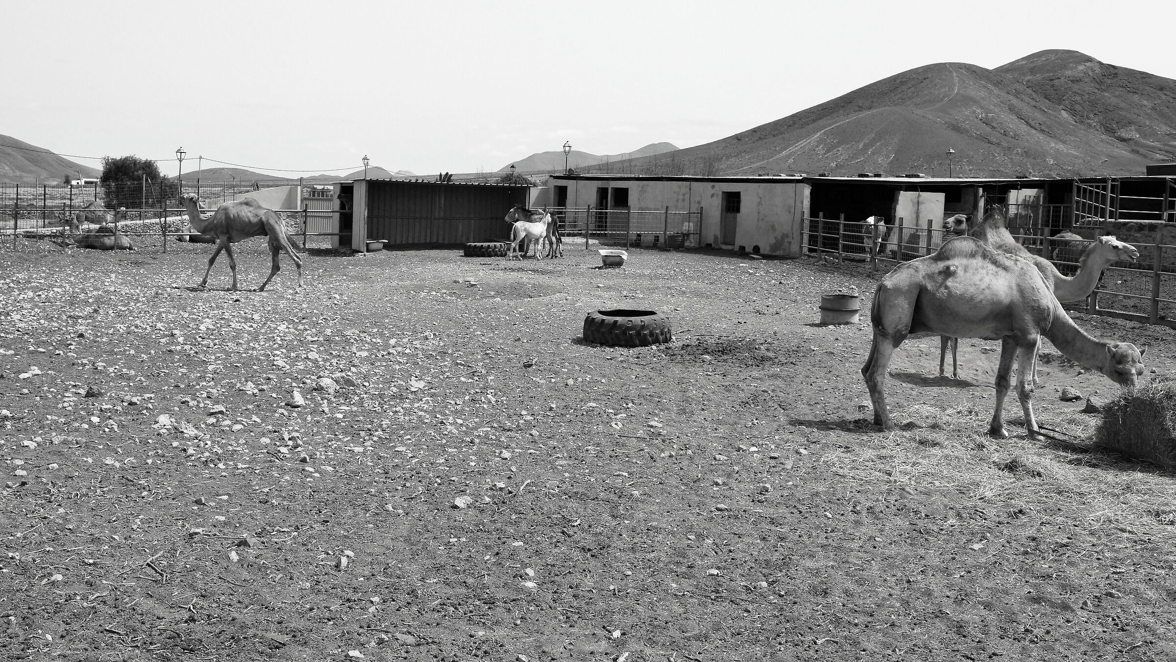 Dromedari in una "casa rural" a Fuerte