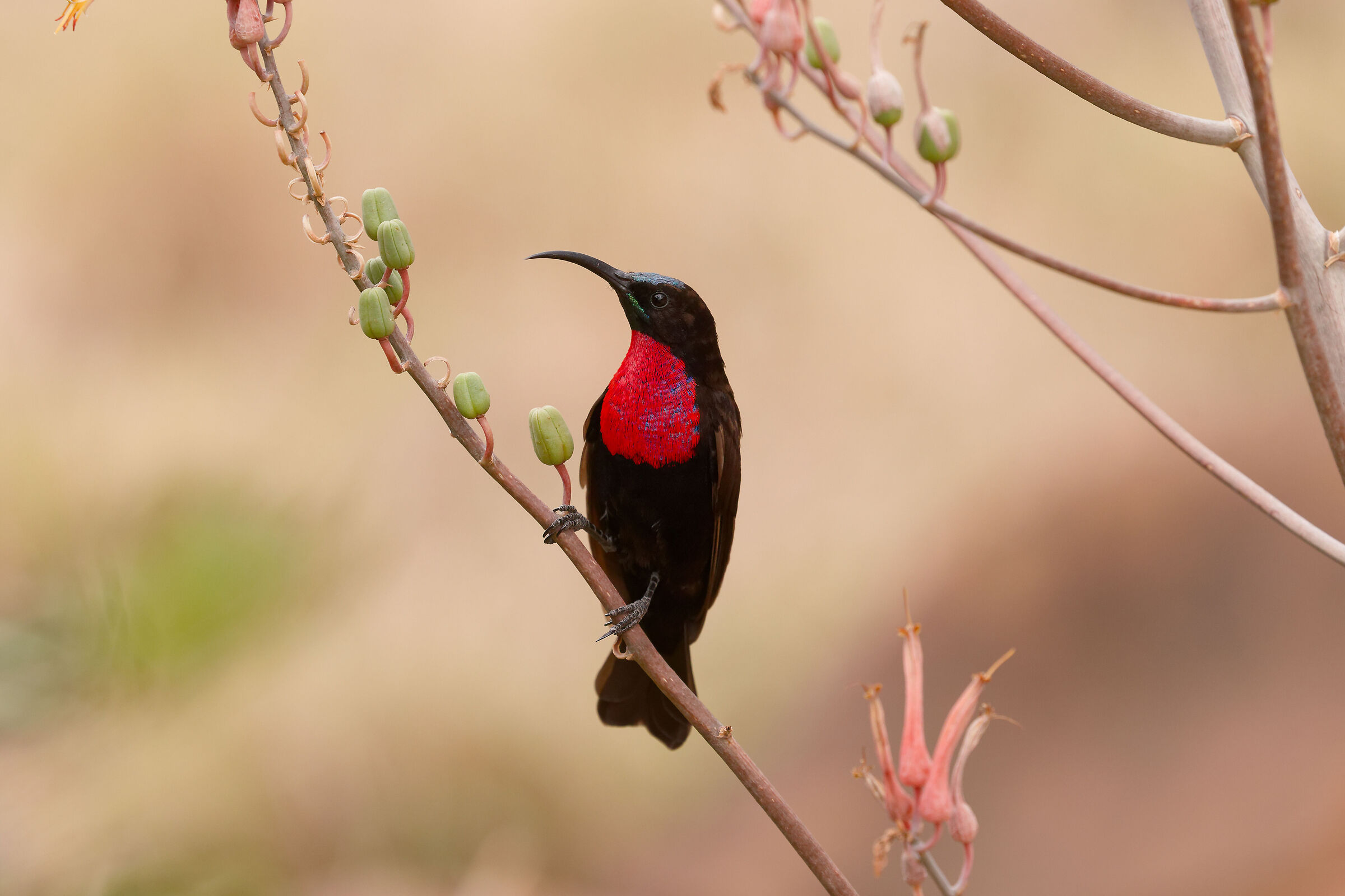 Robin nectarinia - Grumeti Serengeti Tanzania