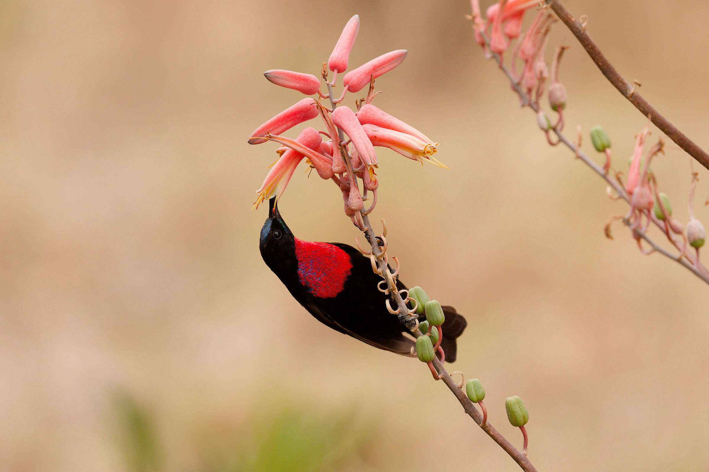 Robin nectarinia - Grumeti Serengeti Tanzania
