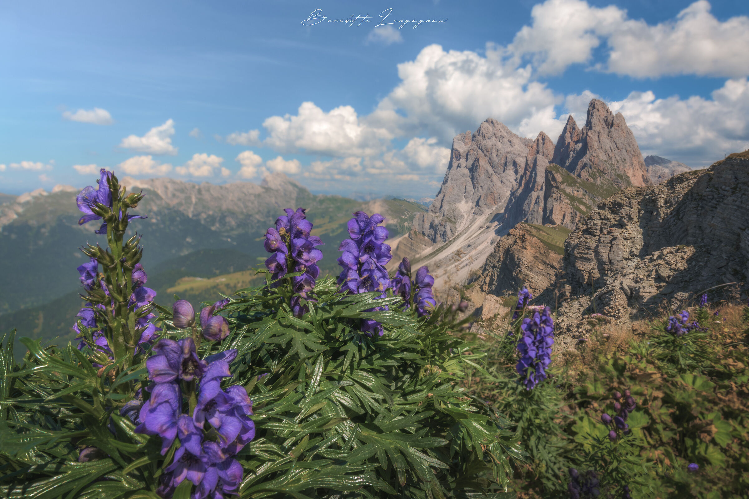 Seceda in bloom