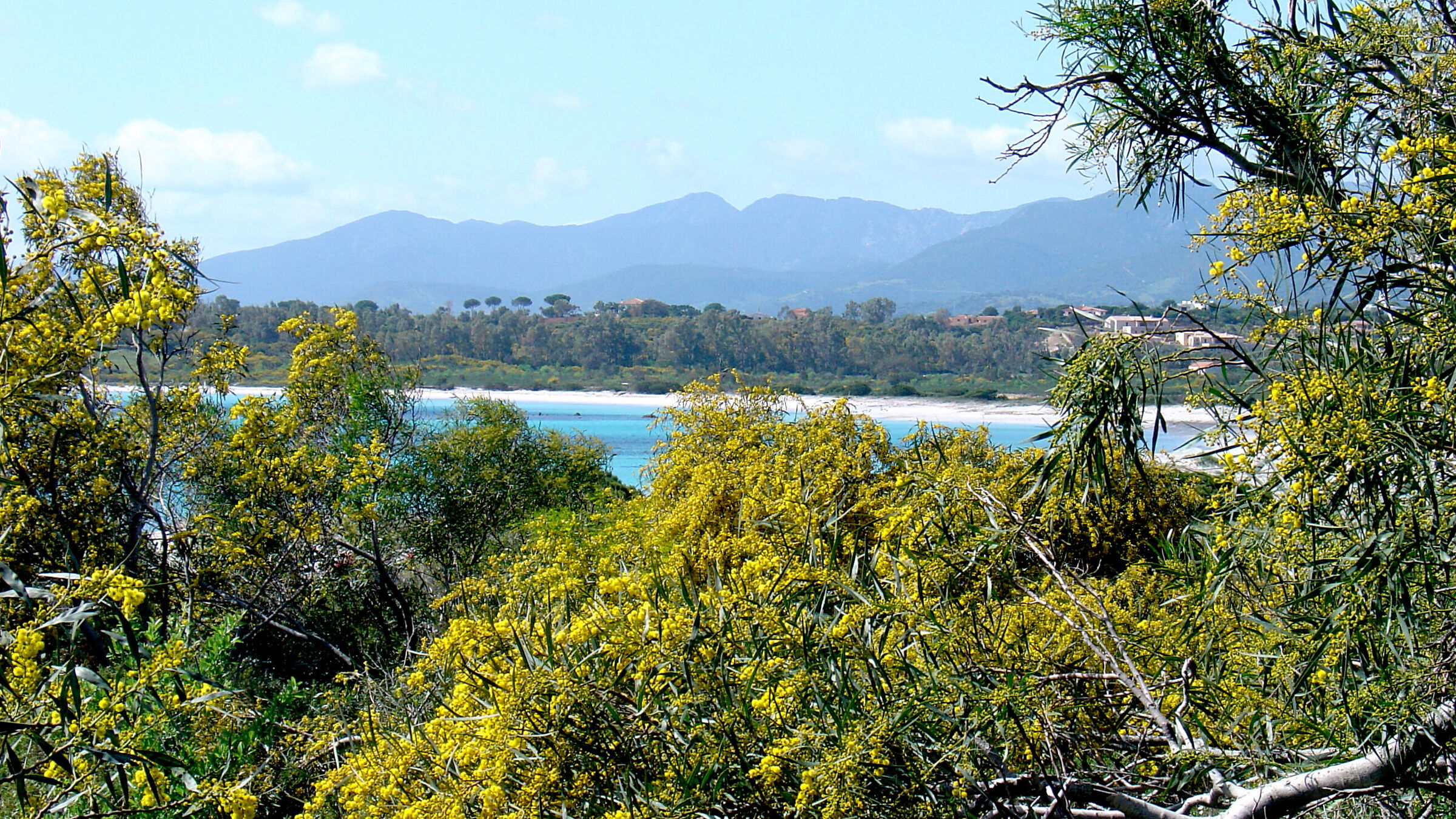 Sardinia, mimosas along the beach