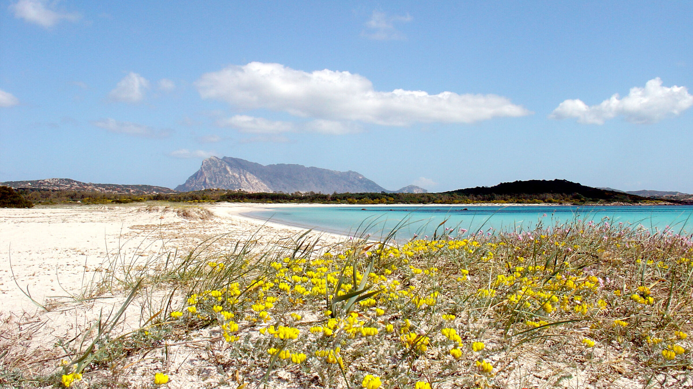 Sardinia, flowers along the beach