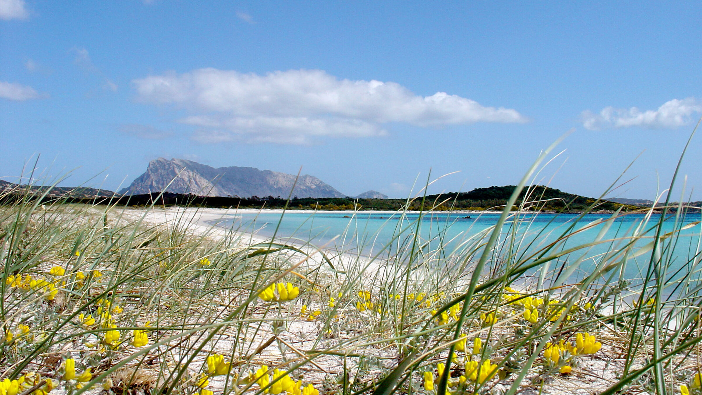 Sardegna, fiori lungo la spiaggia 2