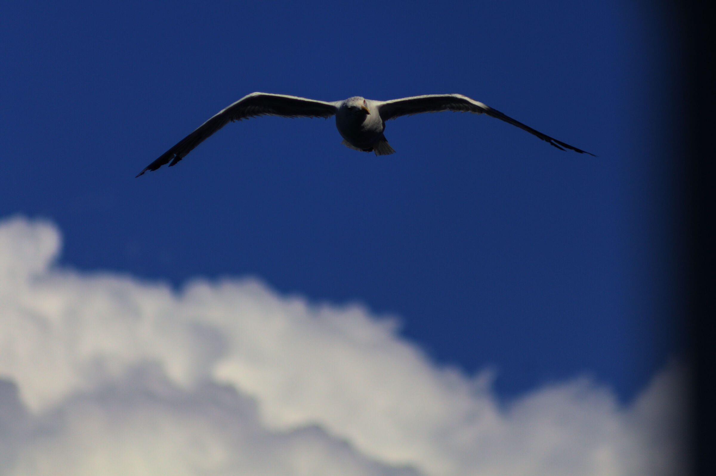 Seagull2