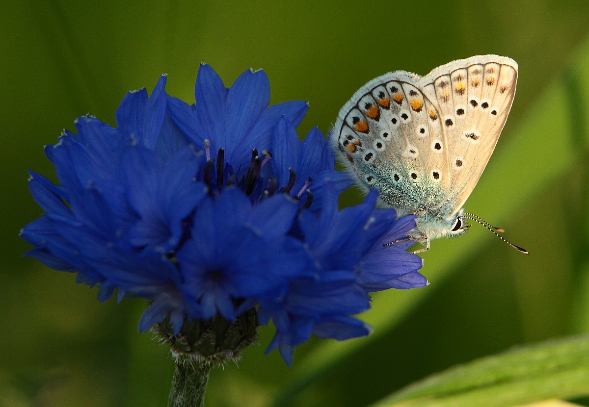 You flower, butterfly I