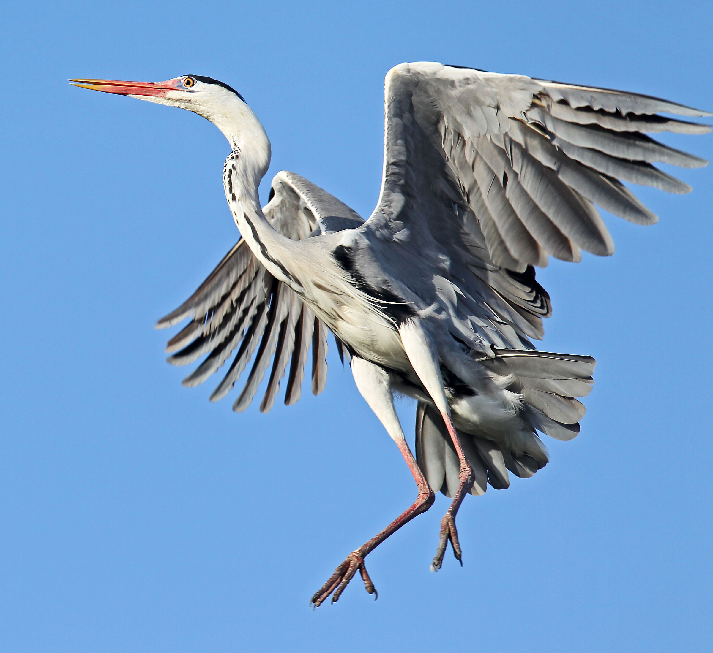 Airone cenerino