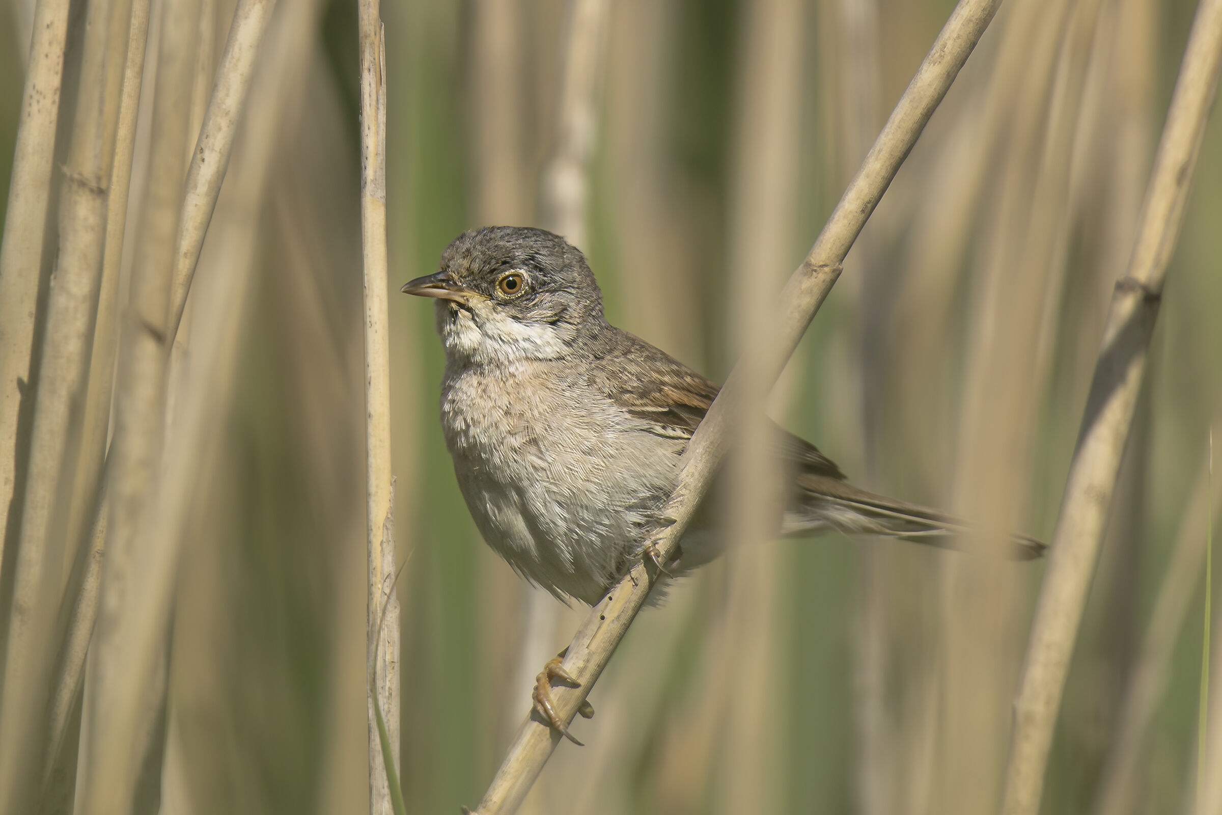 Dartford warbler