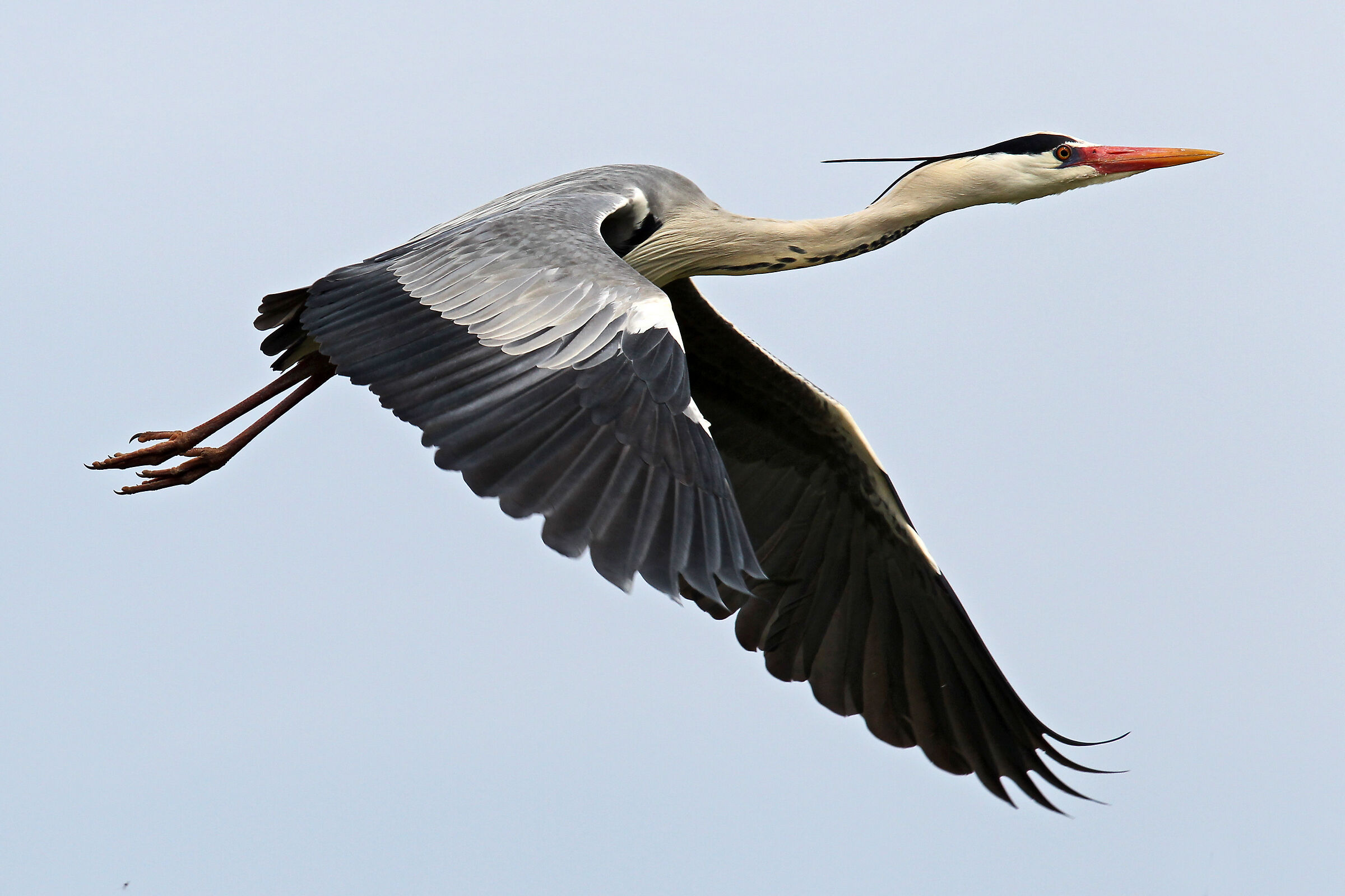 Cenerino in volo