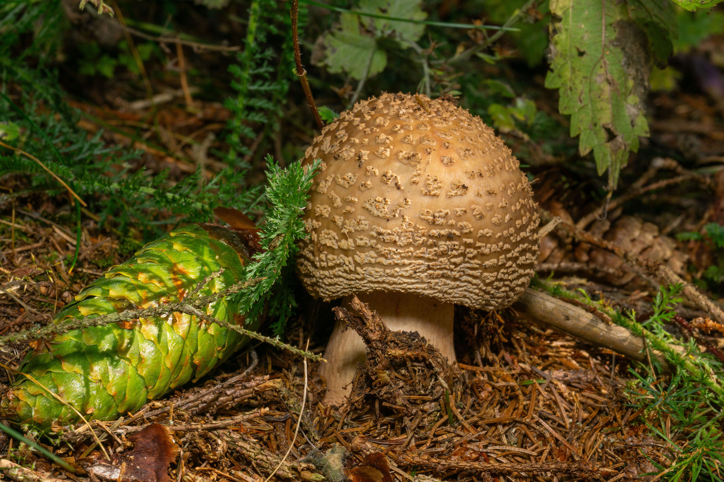 Amanita pantherina? no, rubescens
