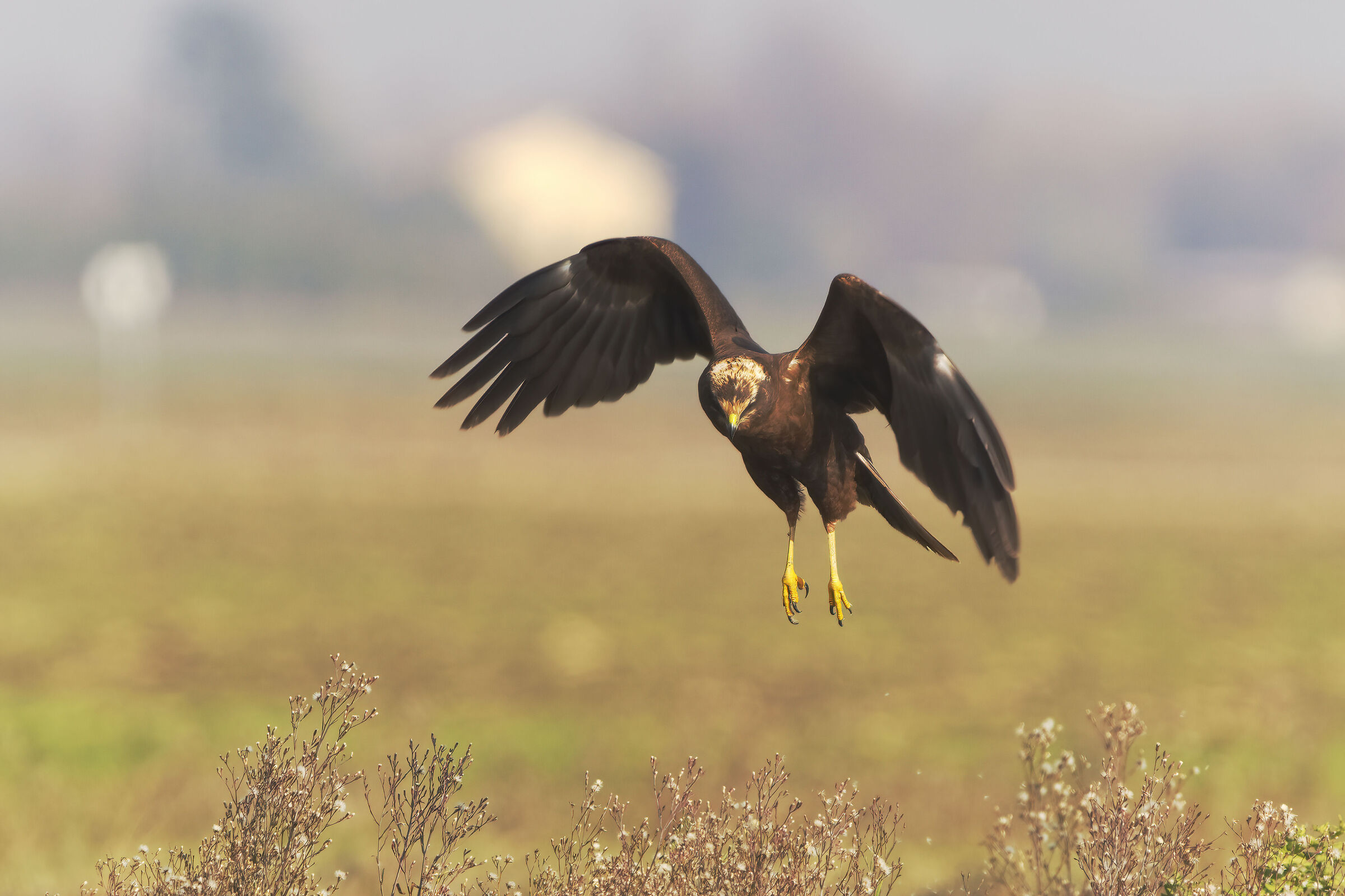 Marsh harrier