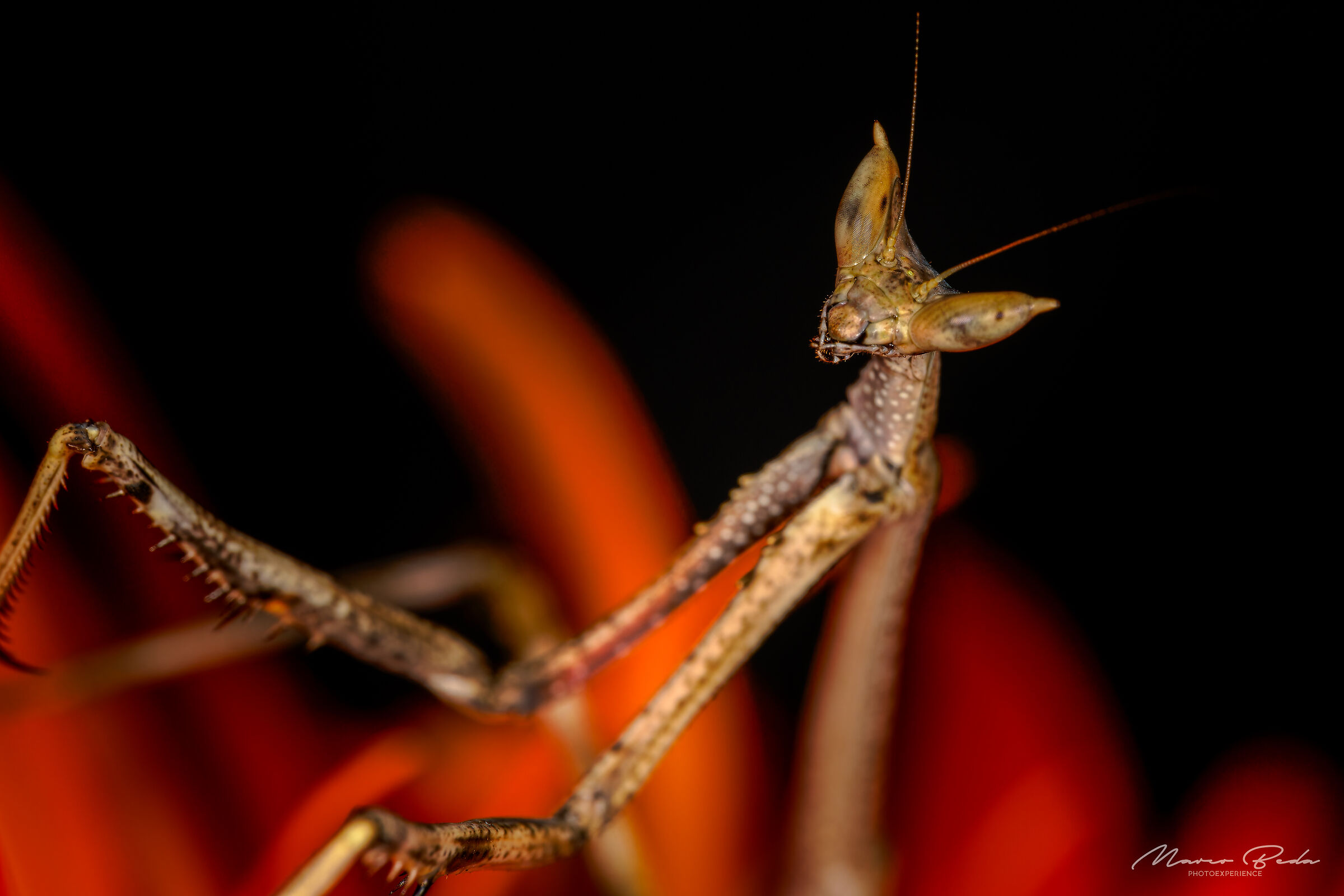 heterochaeta orientalis