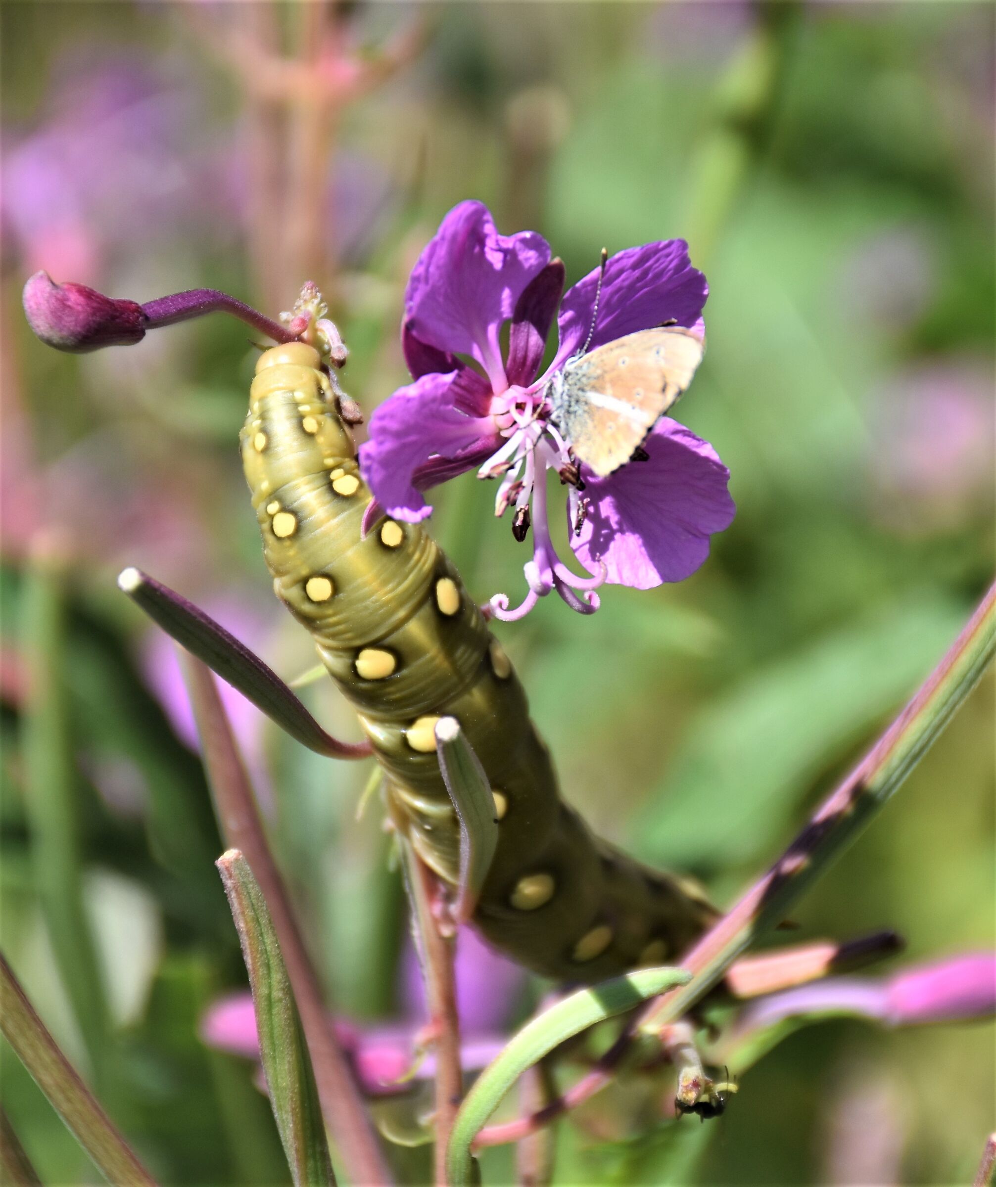 Before being a butterfly...