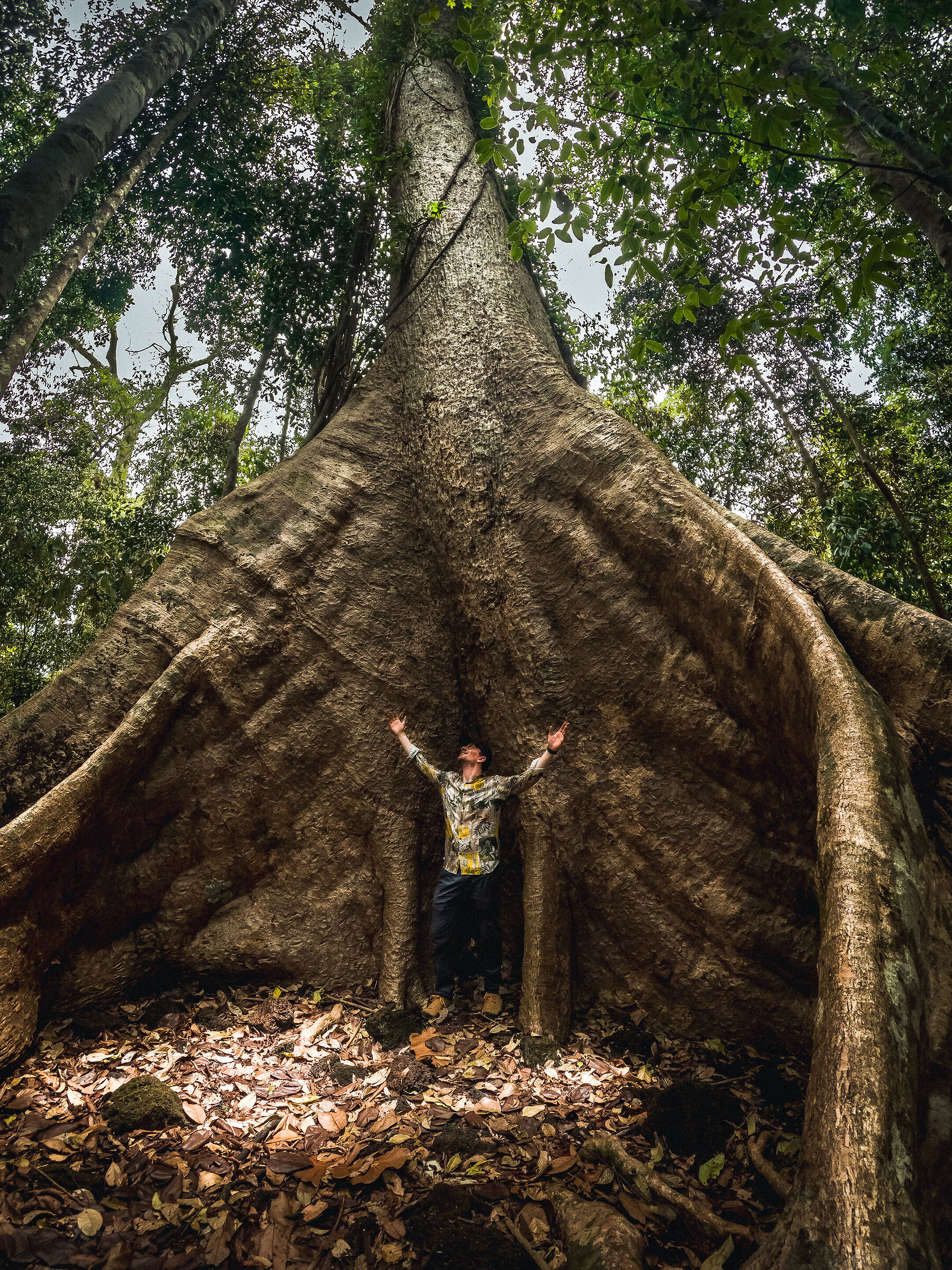 Big tree