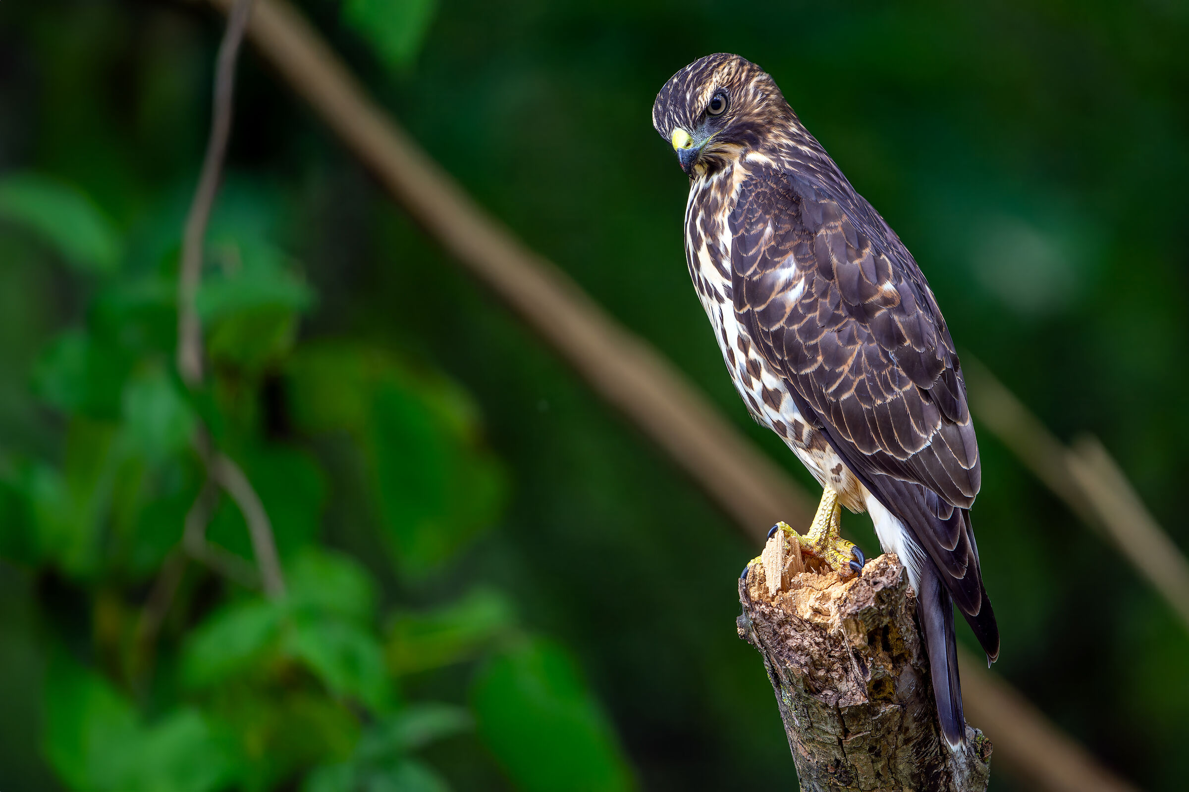 Young goshawk in the woods