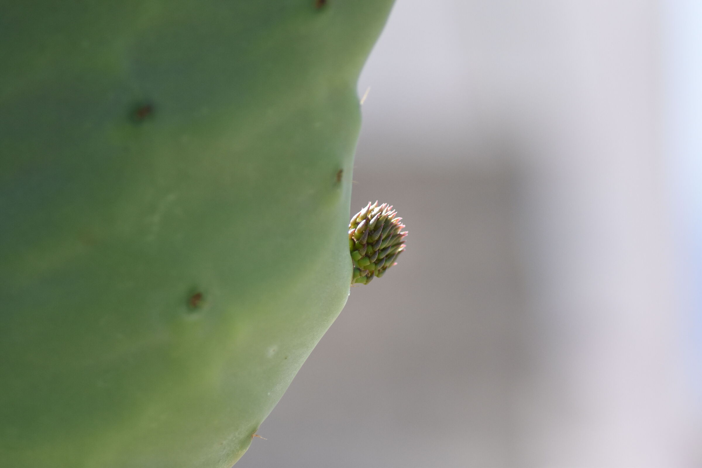 "1/ 8 Mila", Tokina Atx-i 100 F. 2.8 Macro-Nikon D 7200