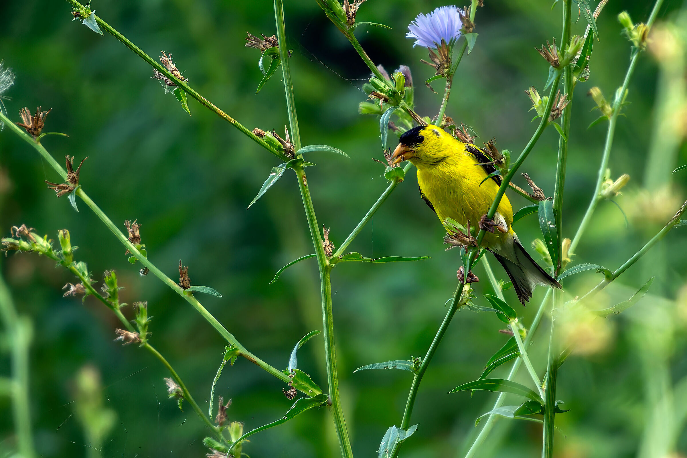American Goldfinch