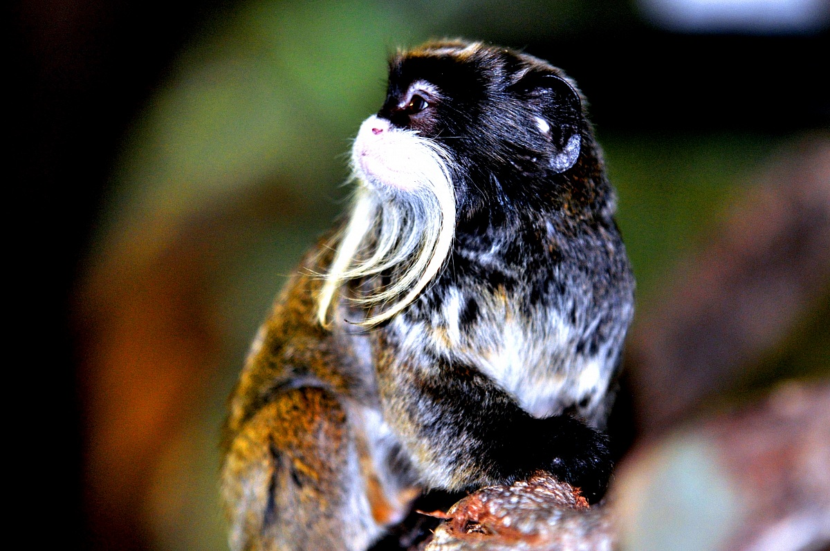 monkey rare london zoo