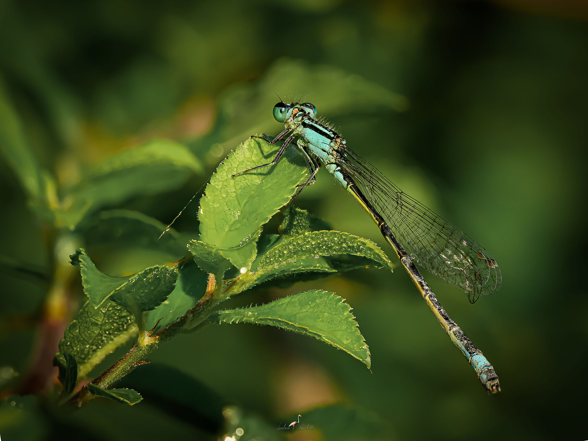 Elegans