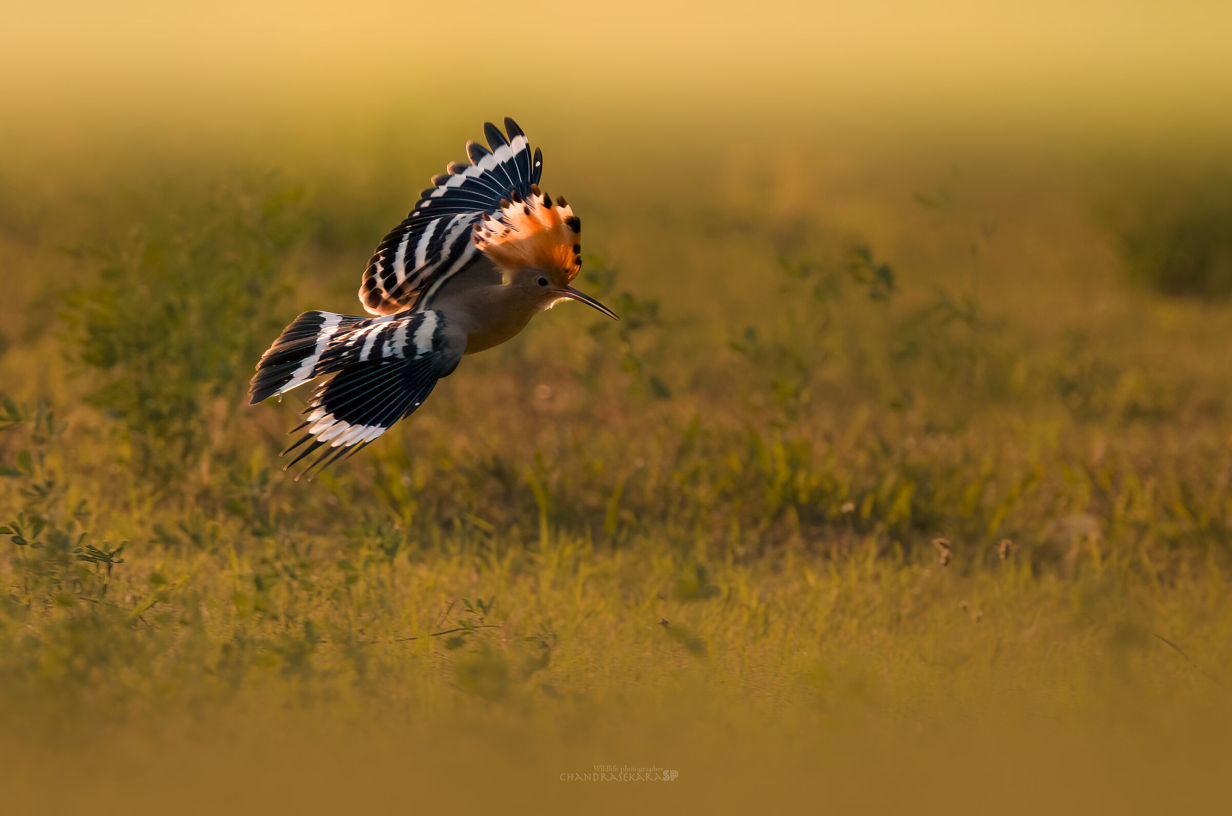 hoopoe
