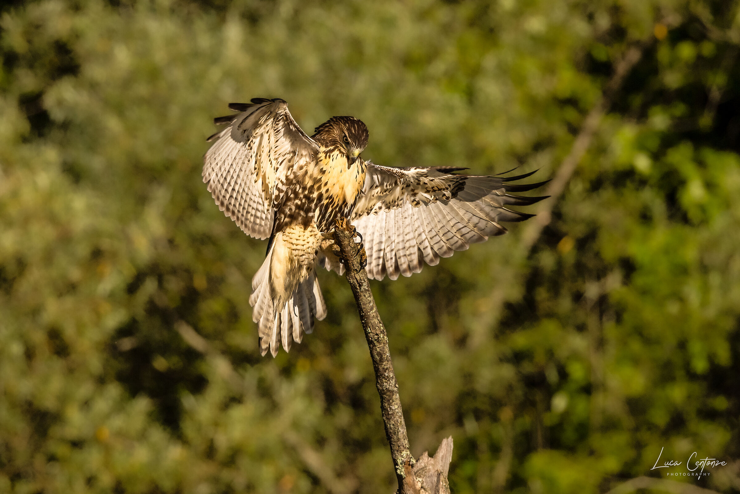 Young Red-tailed buzzard (Buteo jamaicensis)