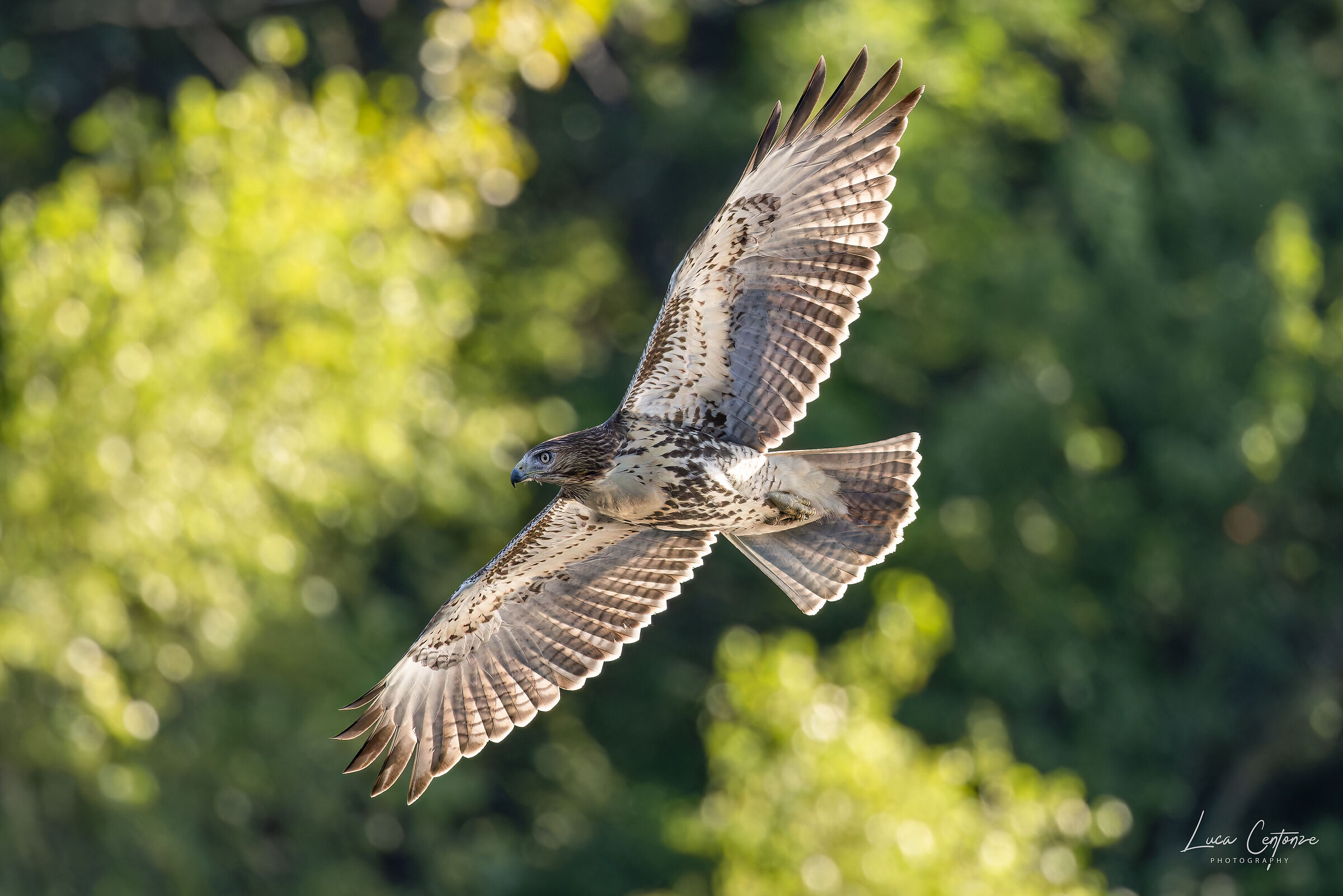 Young Red-tailed buzzard (Buteo jamaicensis)