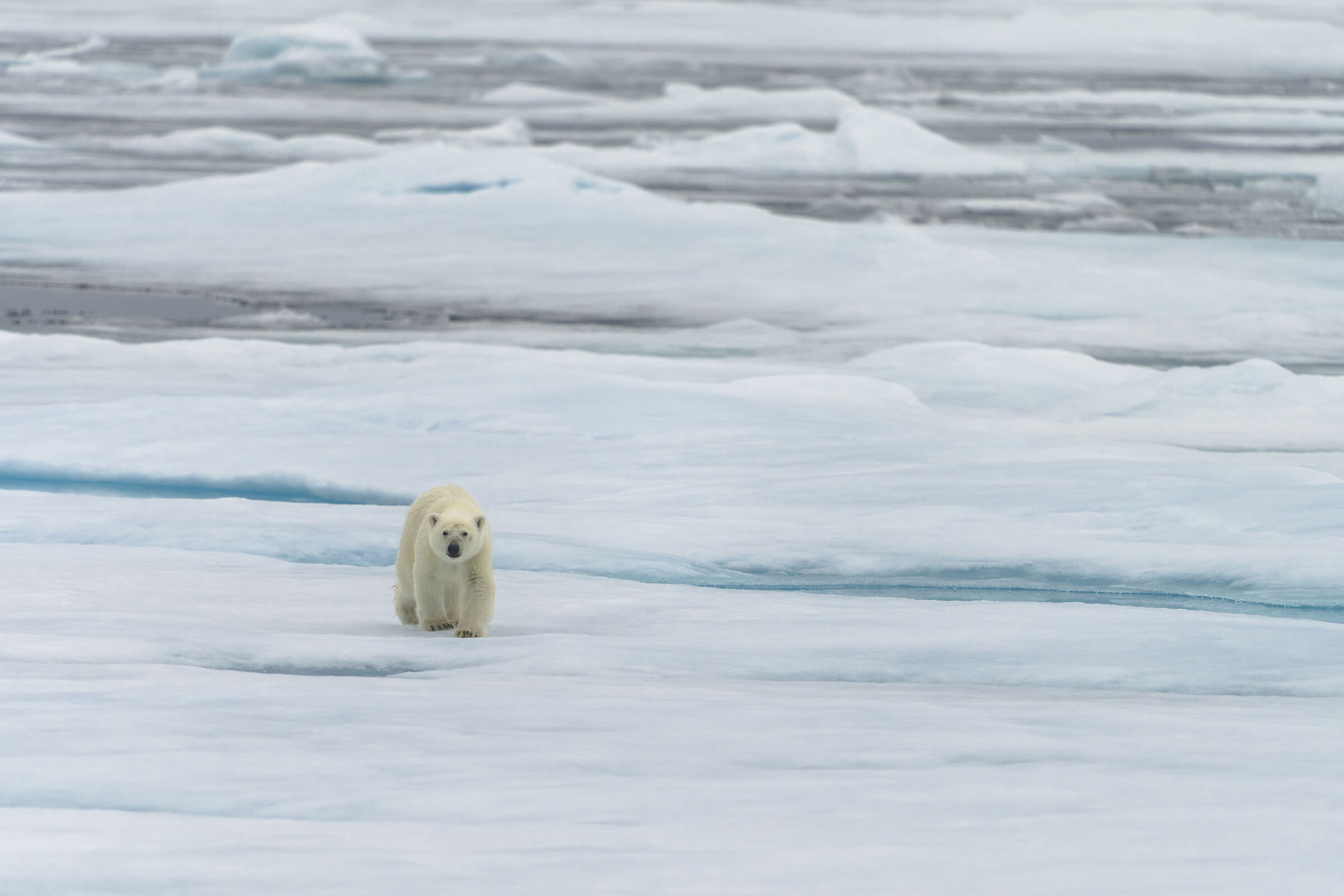 Polar bear, Svalbard.