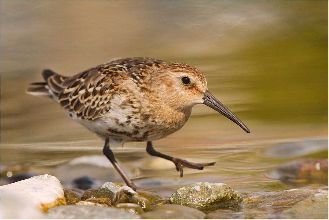 Piovanello pancianera