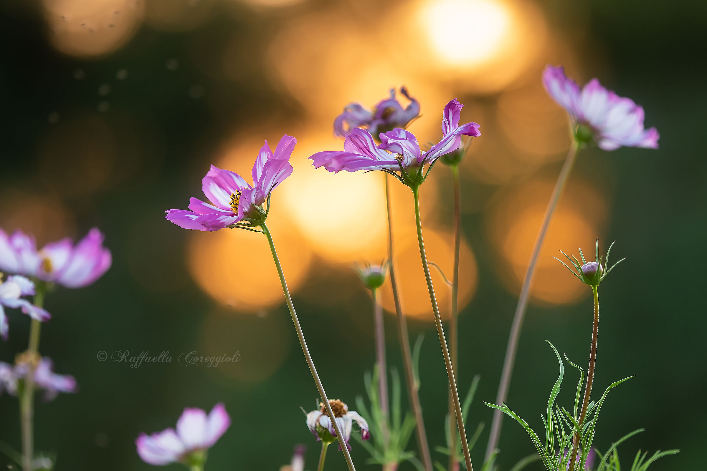 Cosmea