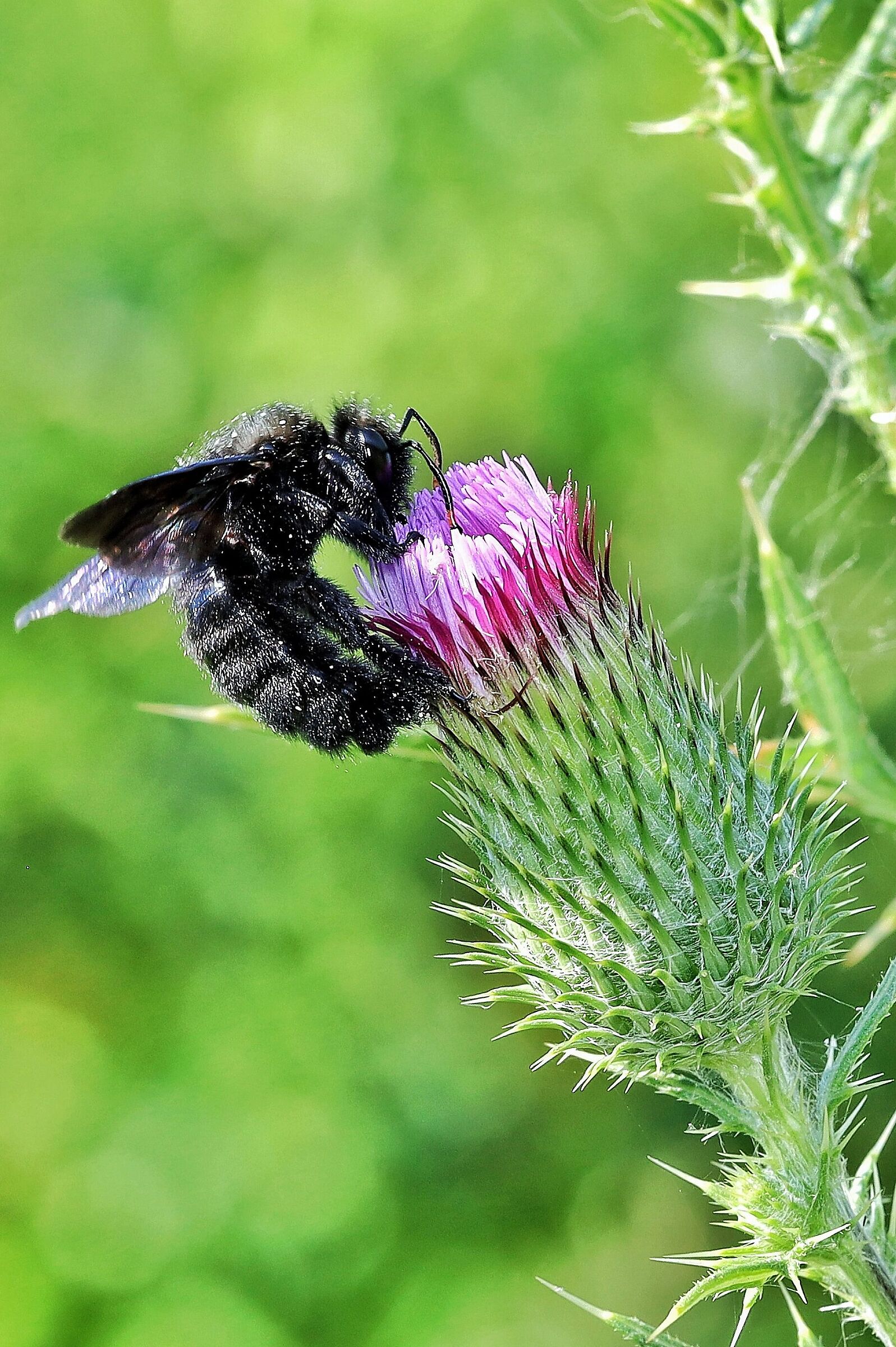 Xylocopa violacea su Cirsium vulgare
