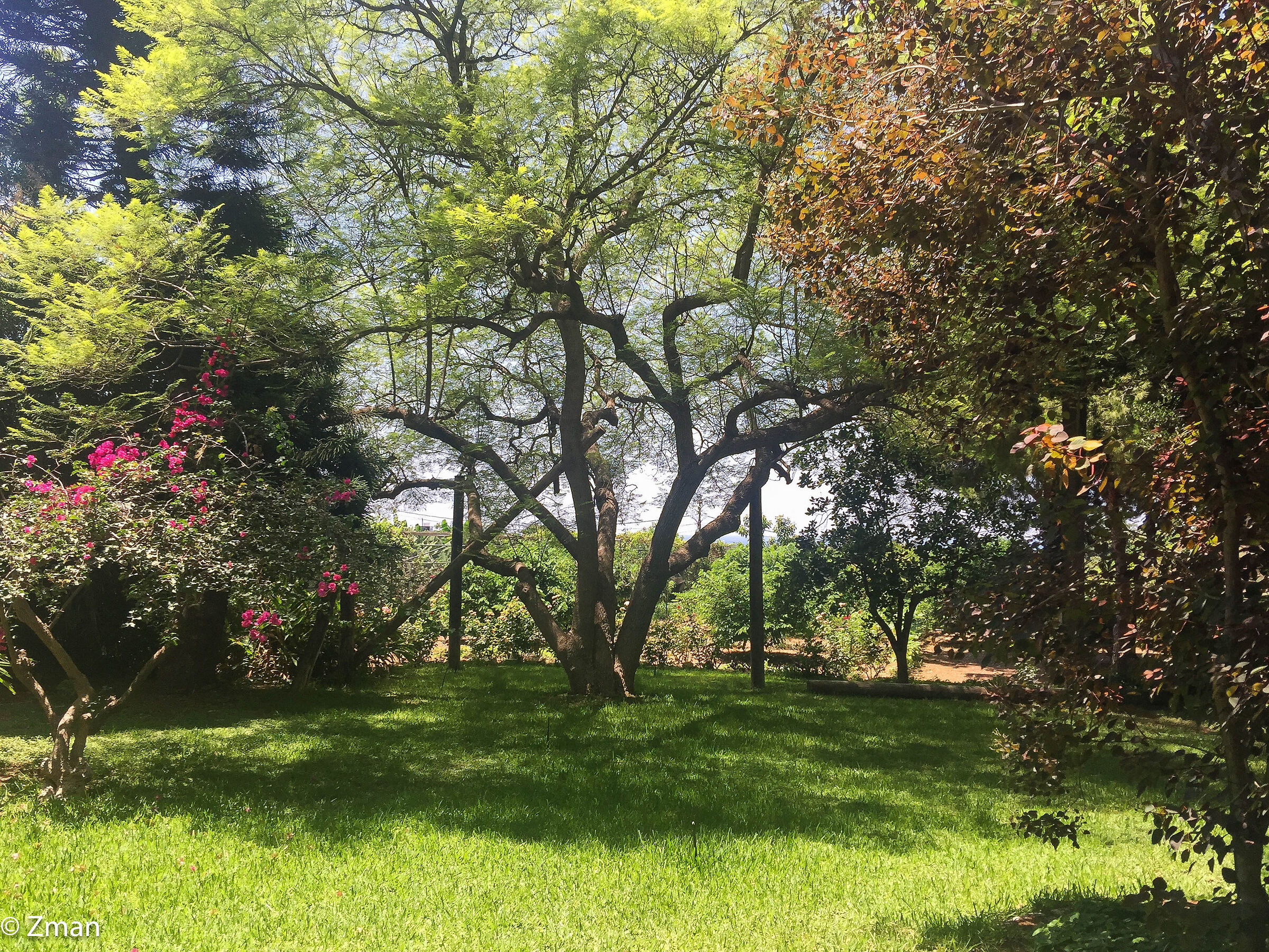 Viaggio in un giardino