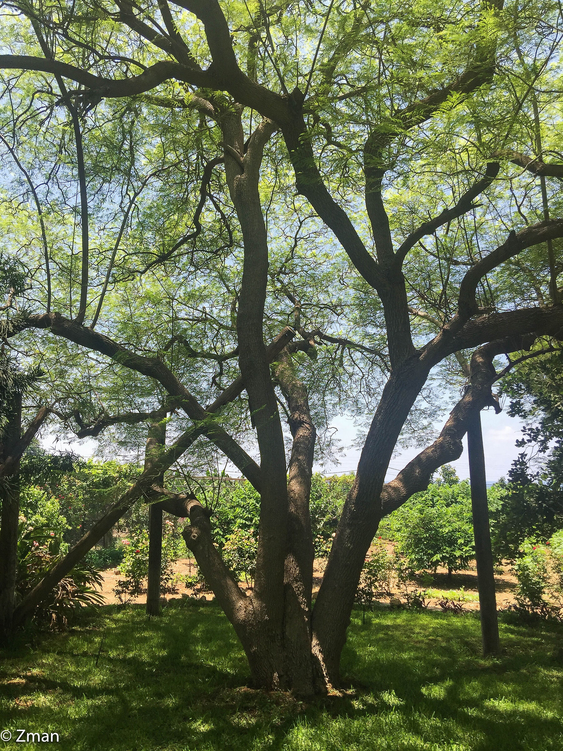 Viaggio in un giardino